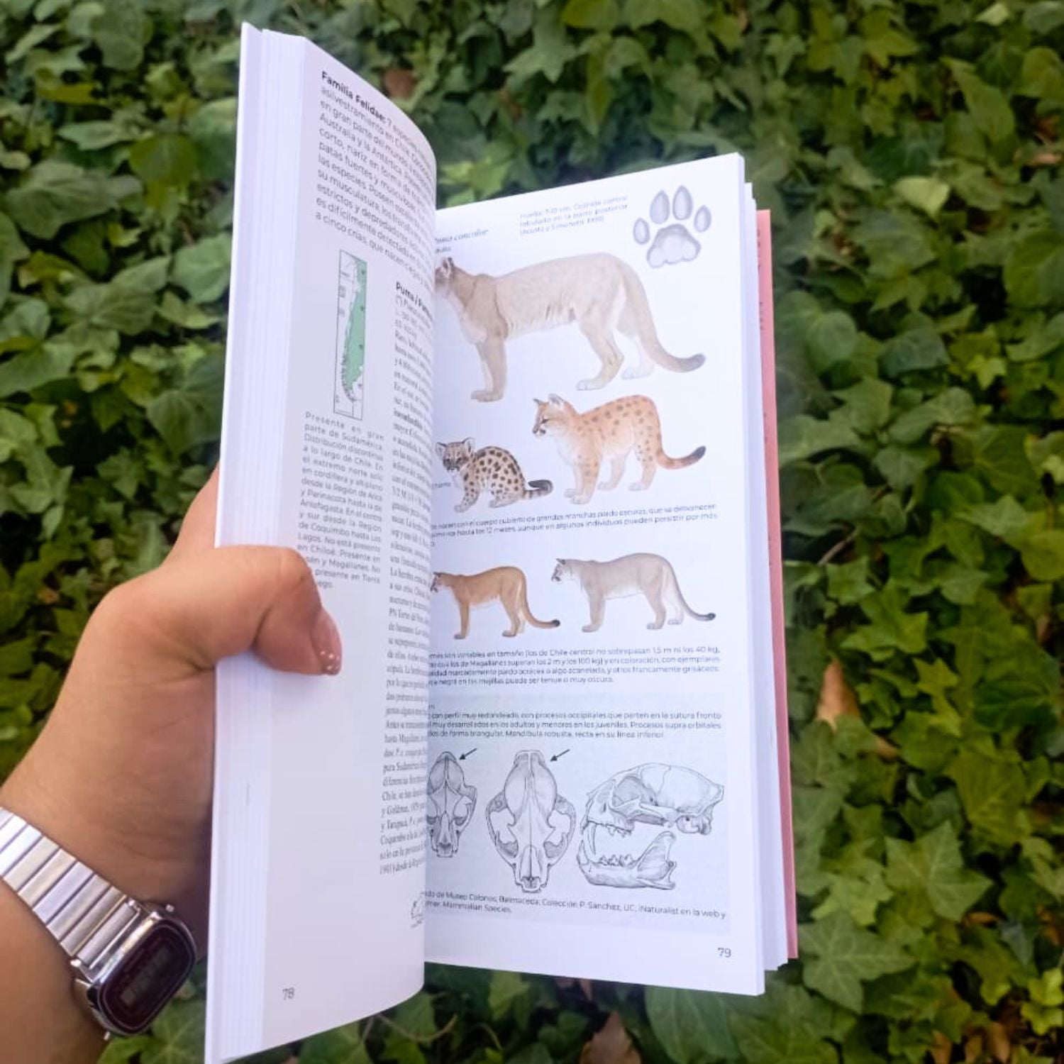 Guia de campo Mamiferos de Chile - Daniel Martínez