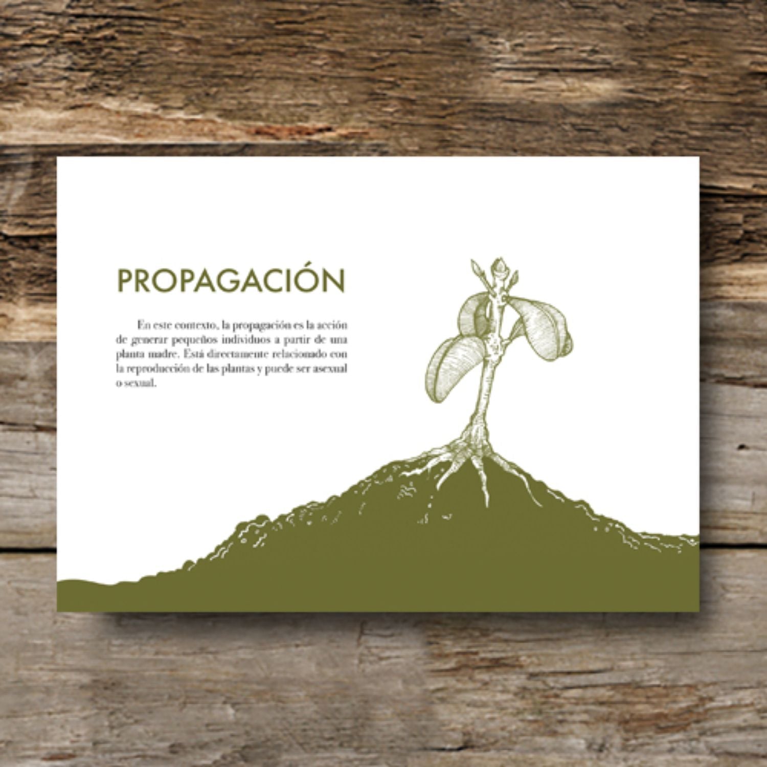 Manual de propagación de árboles nativos de Chile