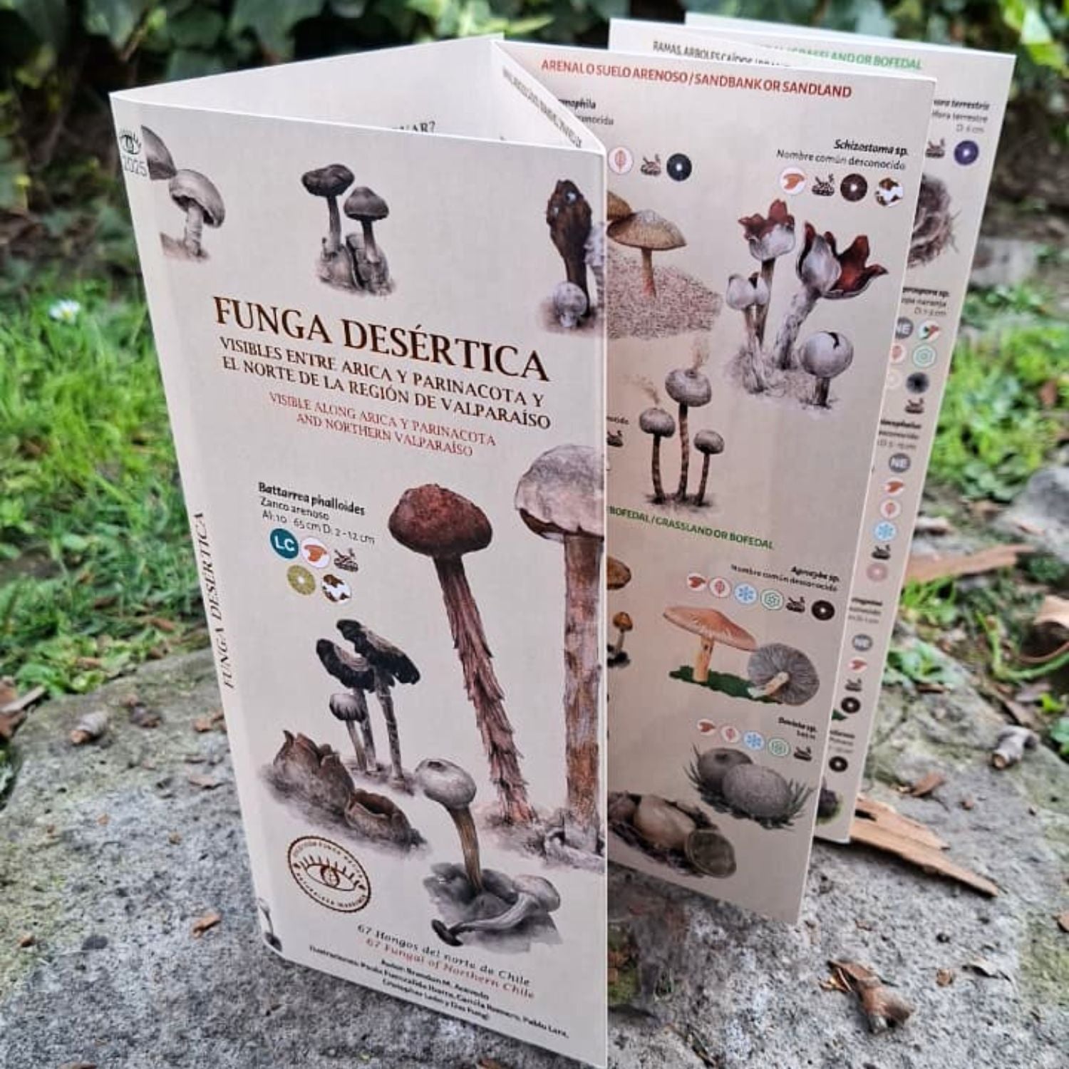 Funga Desértica - Guia de reconocimiento de hongos de chile