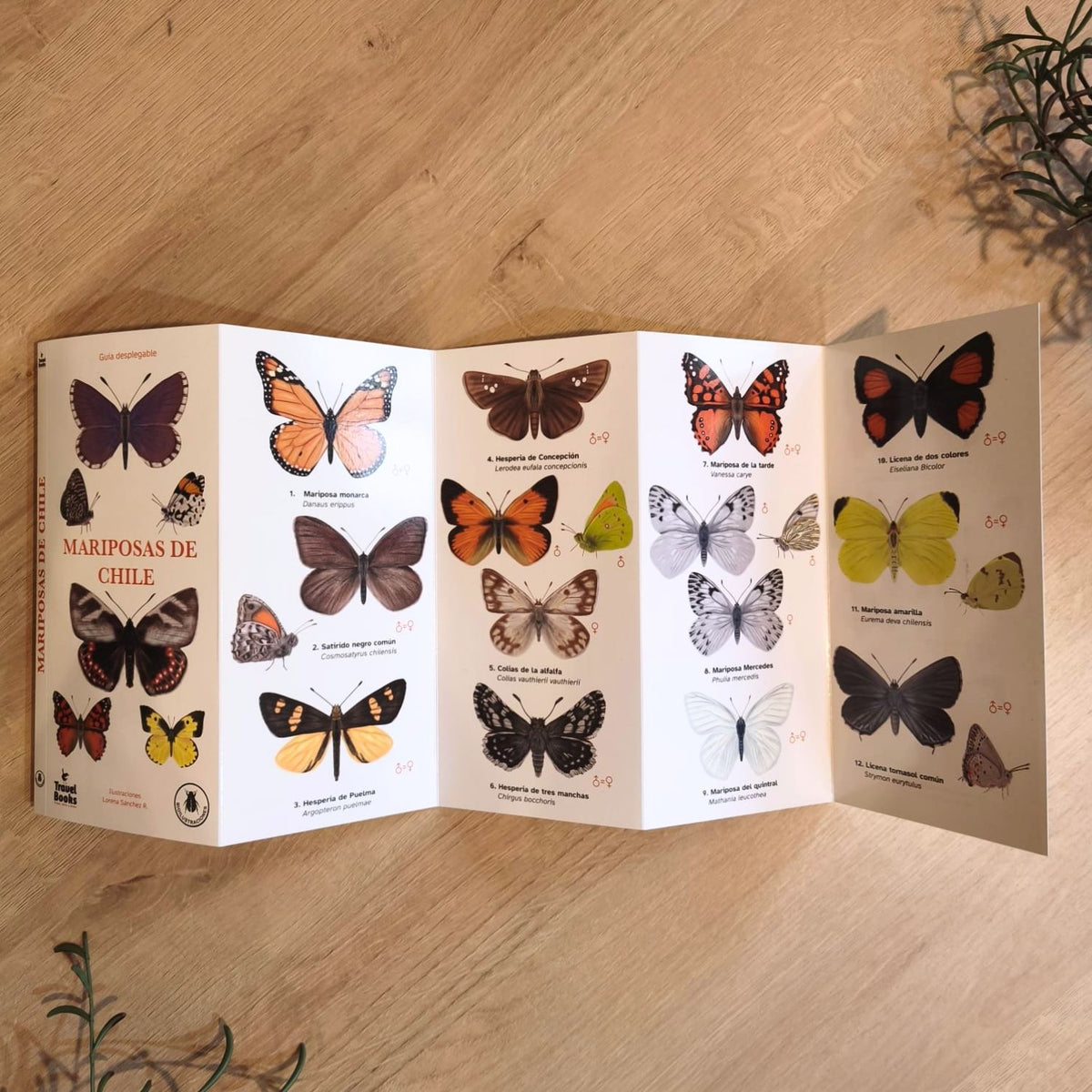 Guía de bolsillo - Mariposas de chile