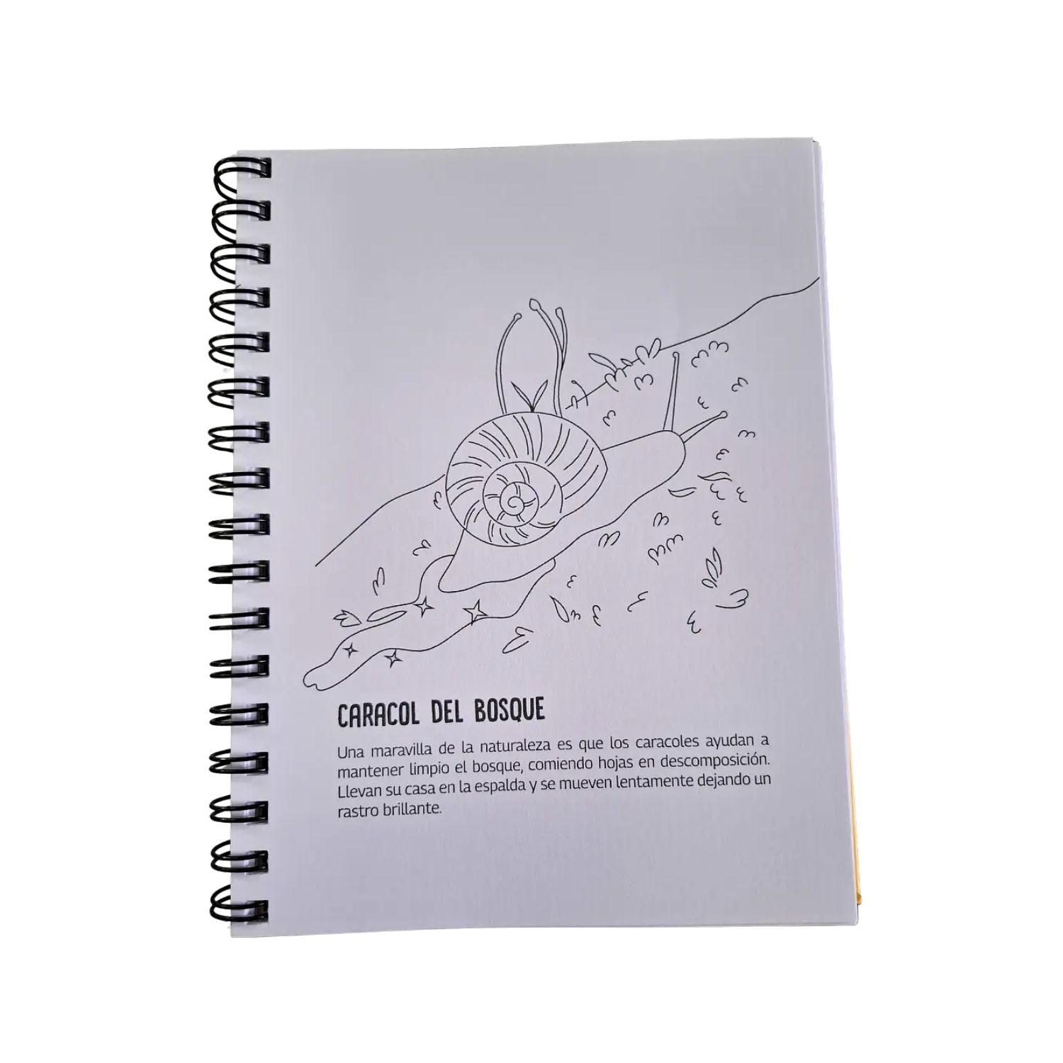 Libro para pintar - Curiosidades del bosque