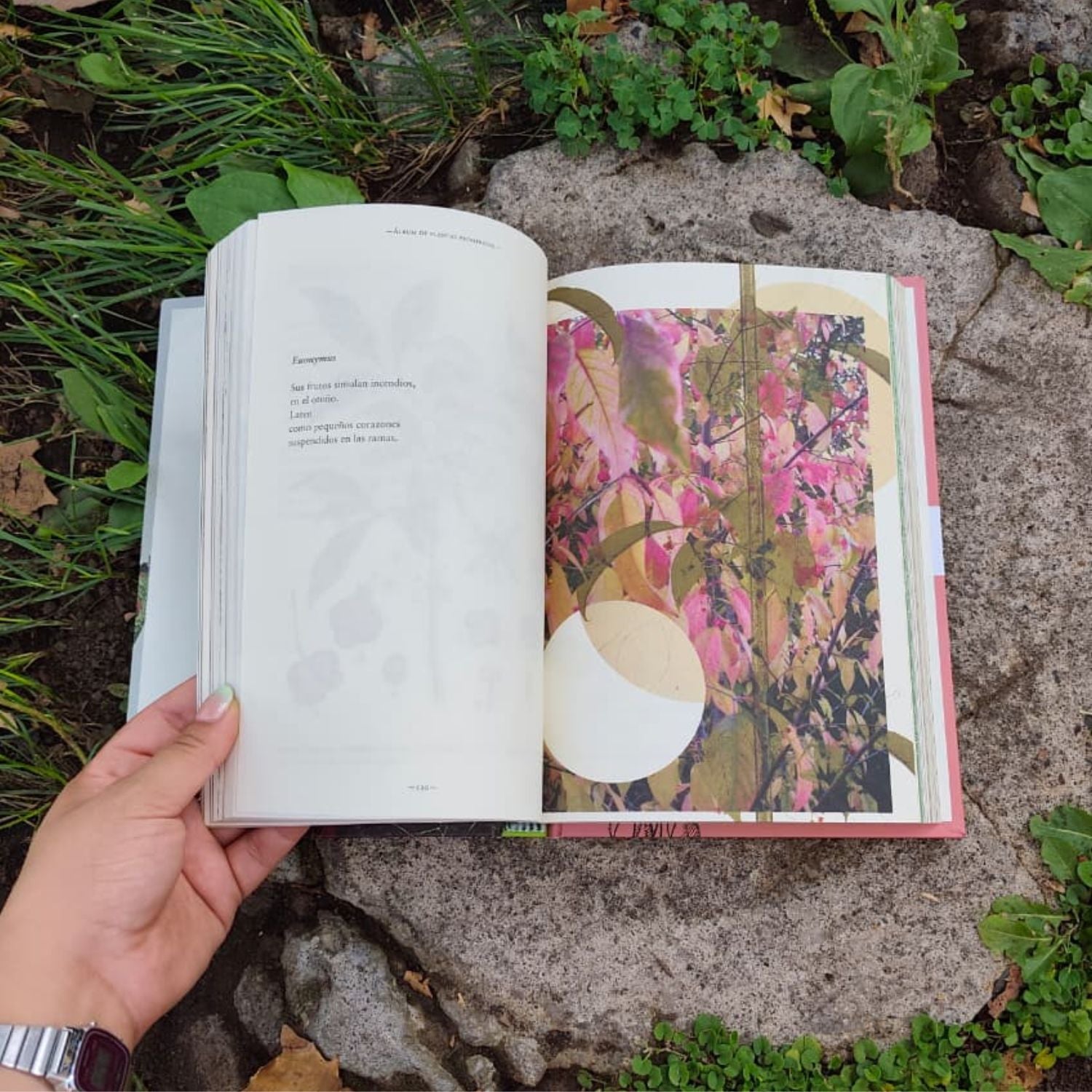 Álbum de plantas prohibidas