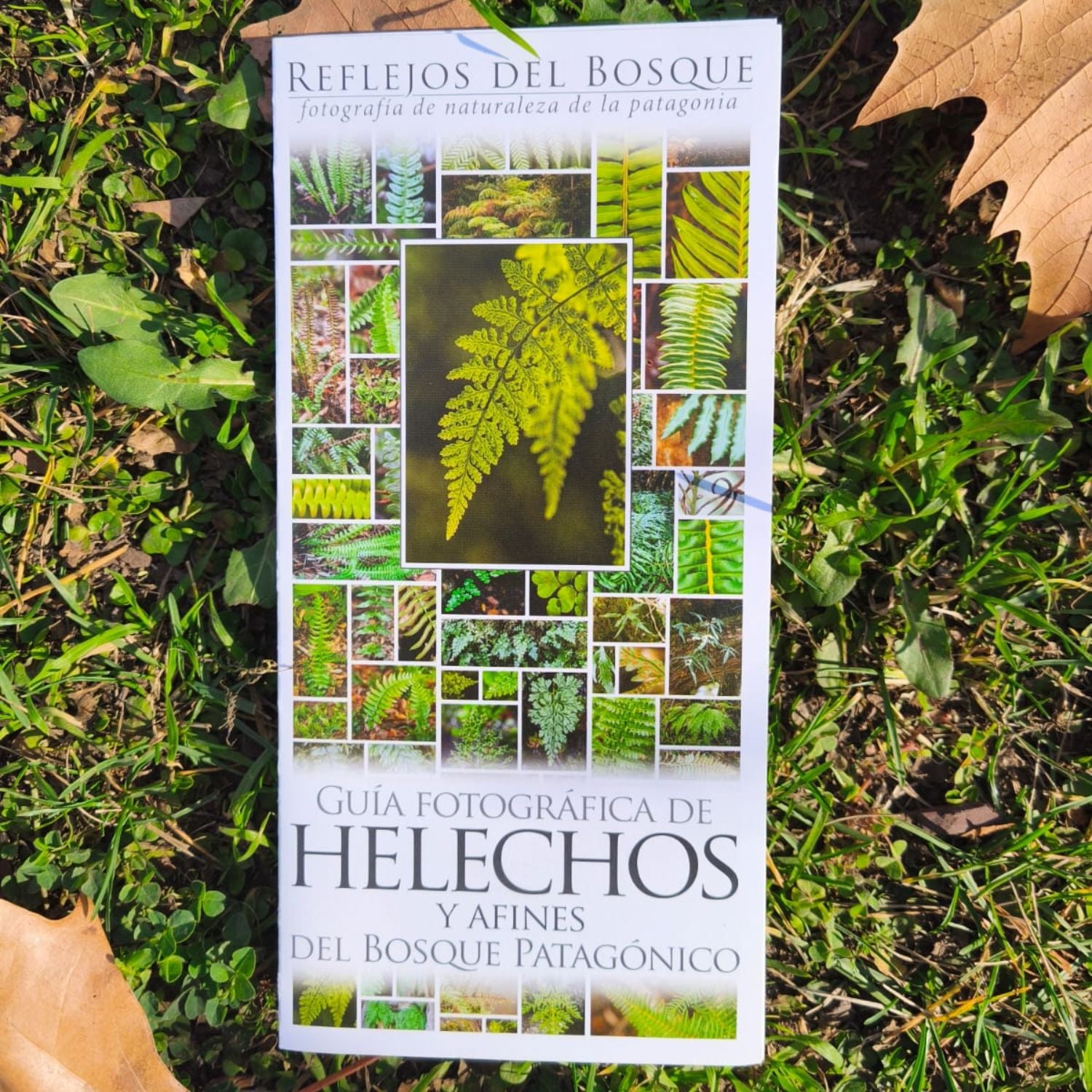 Guía fotográfica de helechos y afines del bosque patagónico