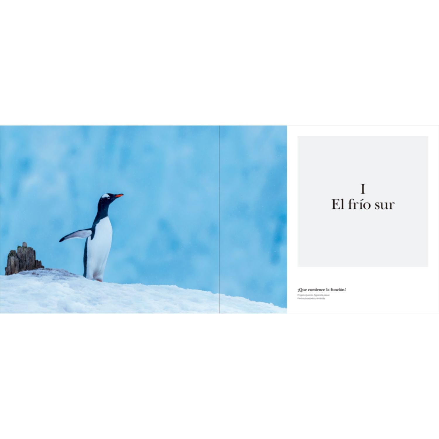 Portfolio 1: Fotografías e historias de aves extraordinarias