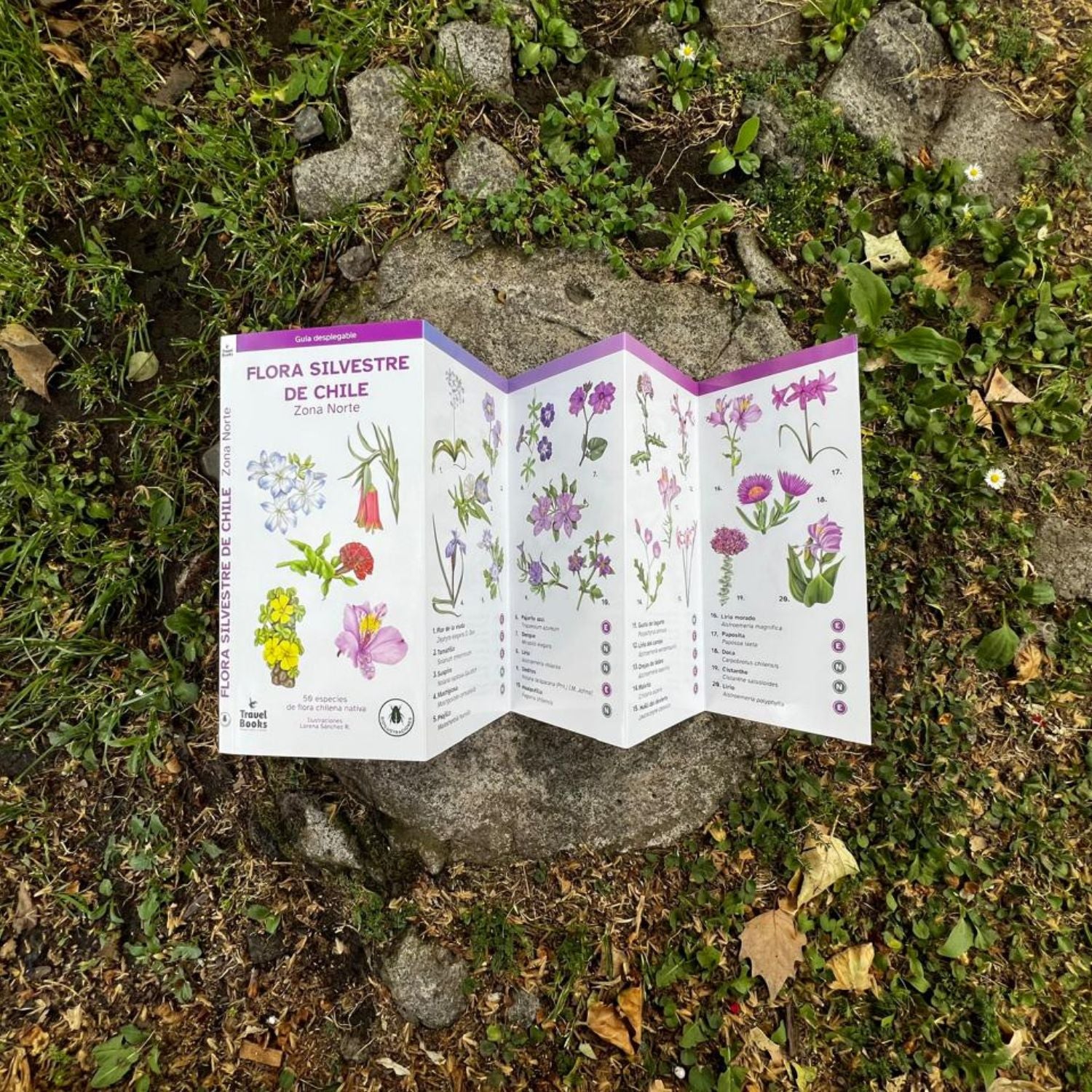 Guía de bolsillo - Flora silvestre de Chile zona norte