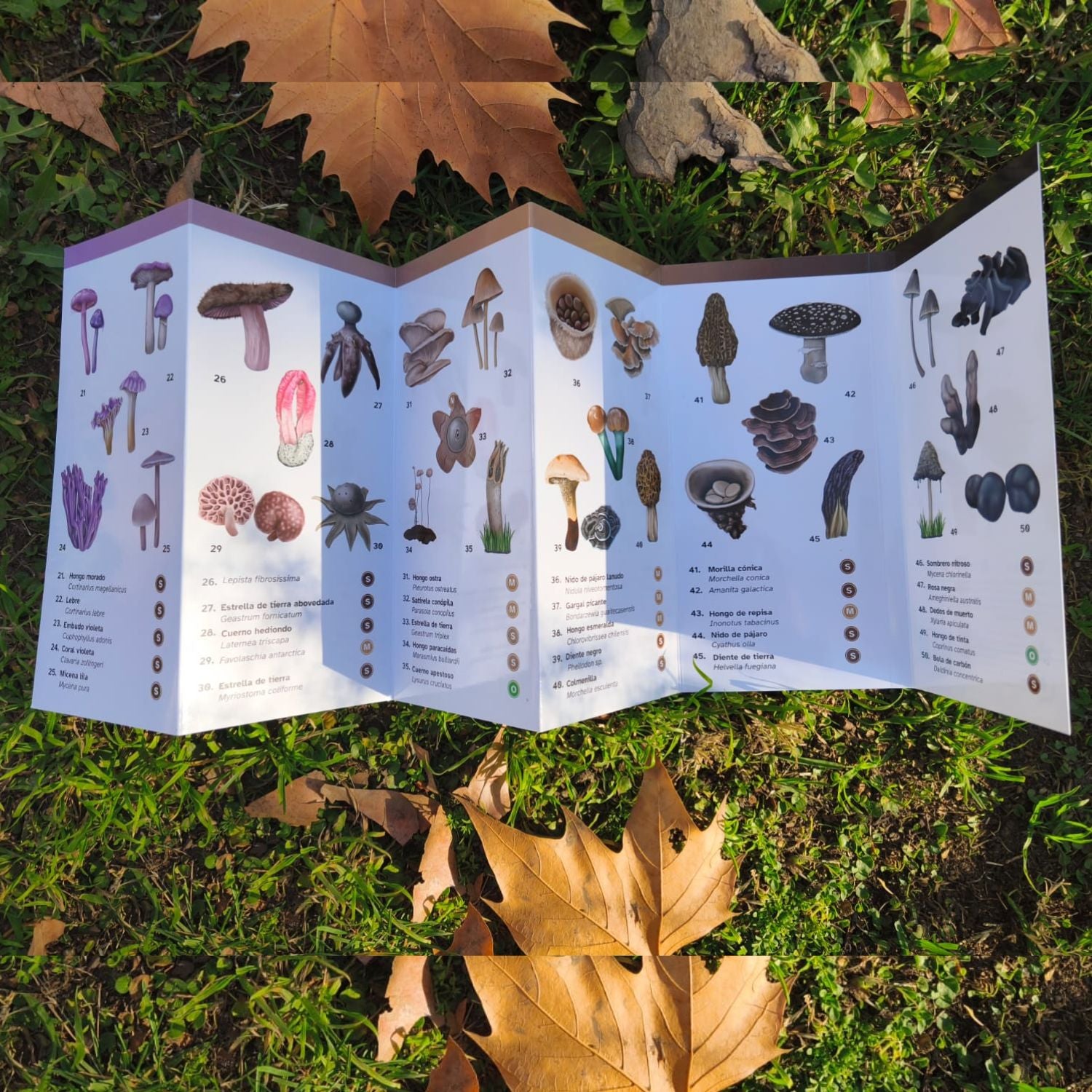 Guia de bolsillo -  Hongos de chile (51 especies)