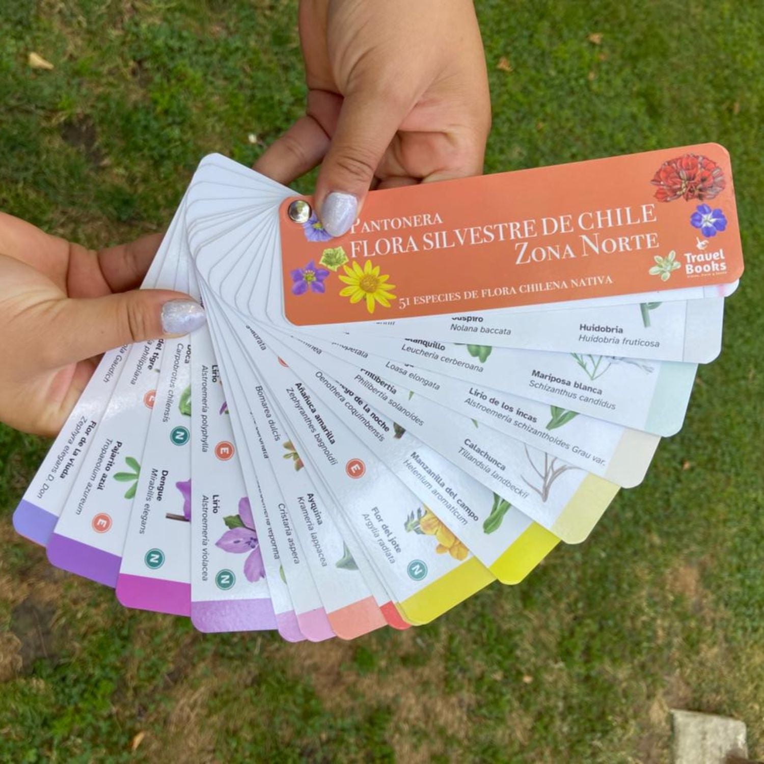 Pantonera Flora Silvestre Zona Norte