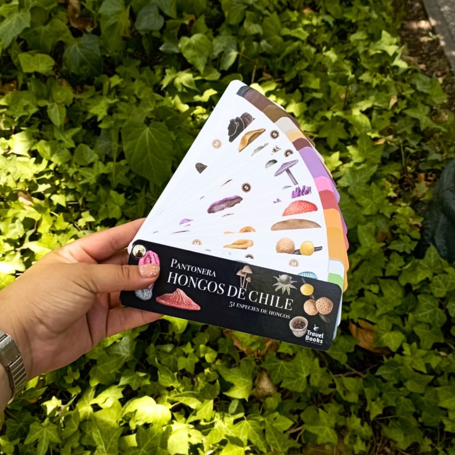 Pantonera Hongos de Chile (51 especies)