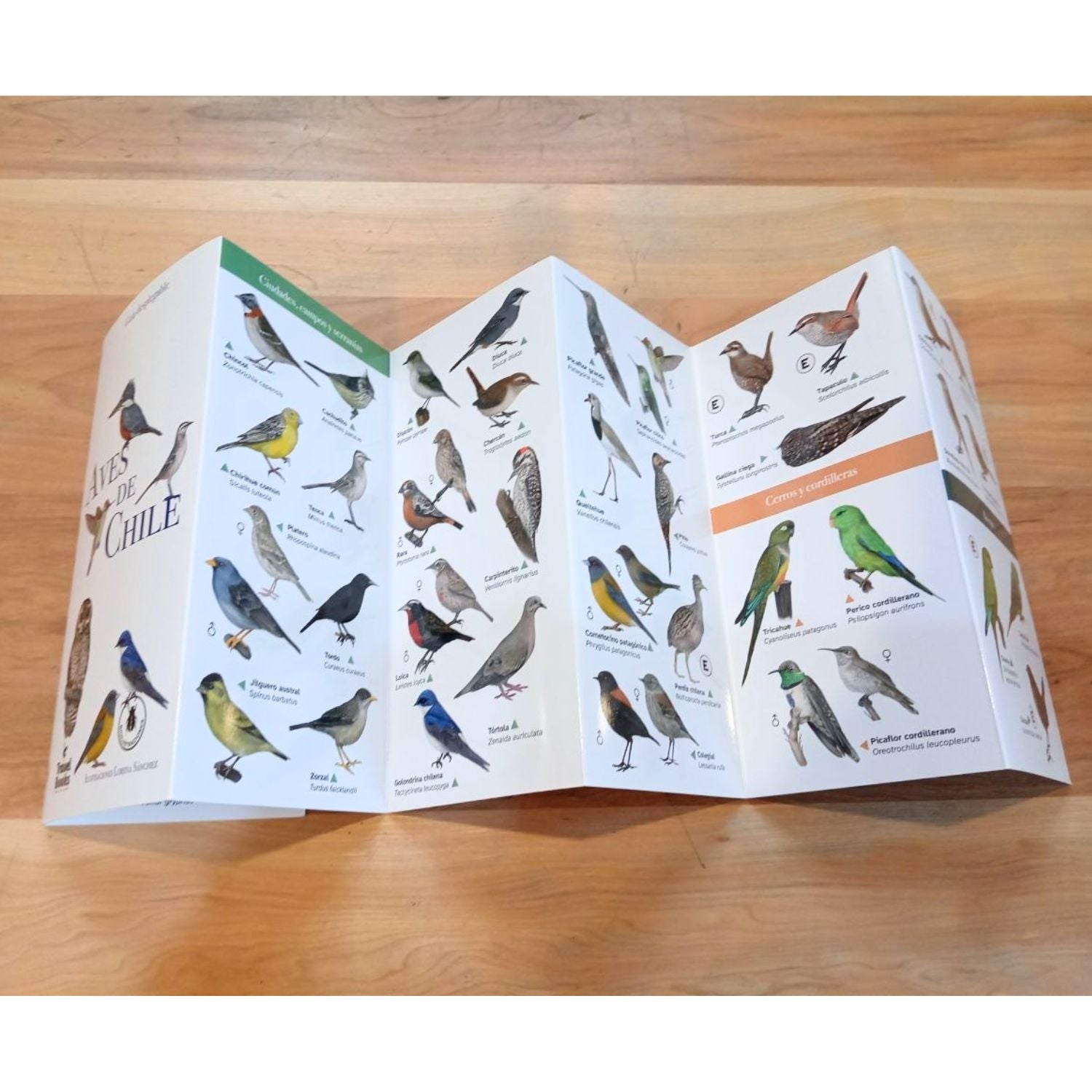 Guía de bolsillo - Aves de Chile (87 especies)