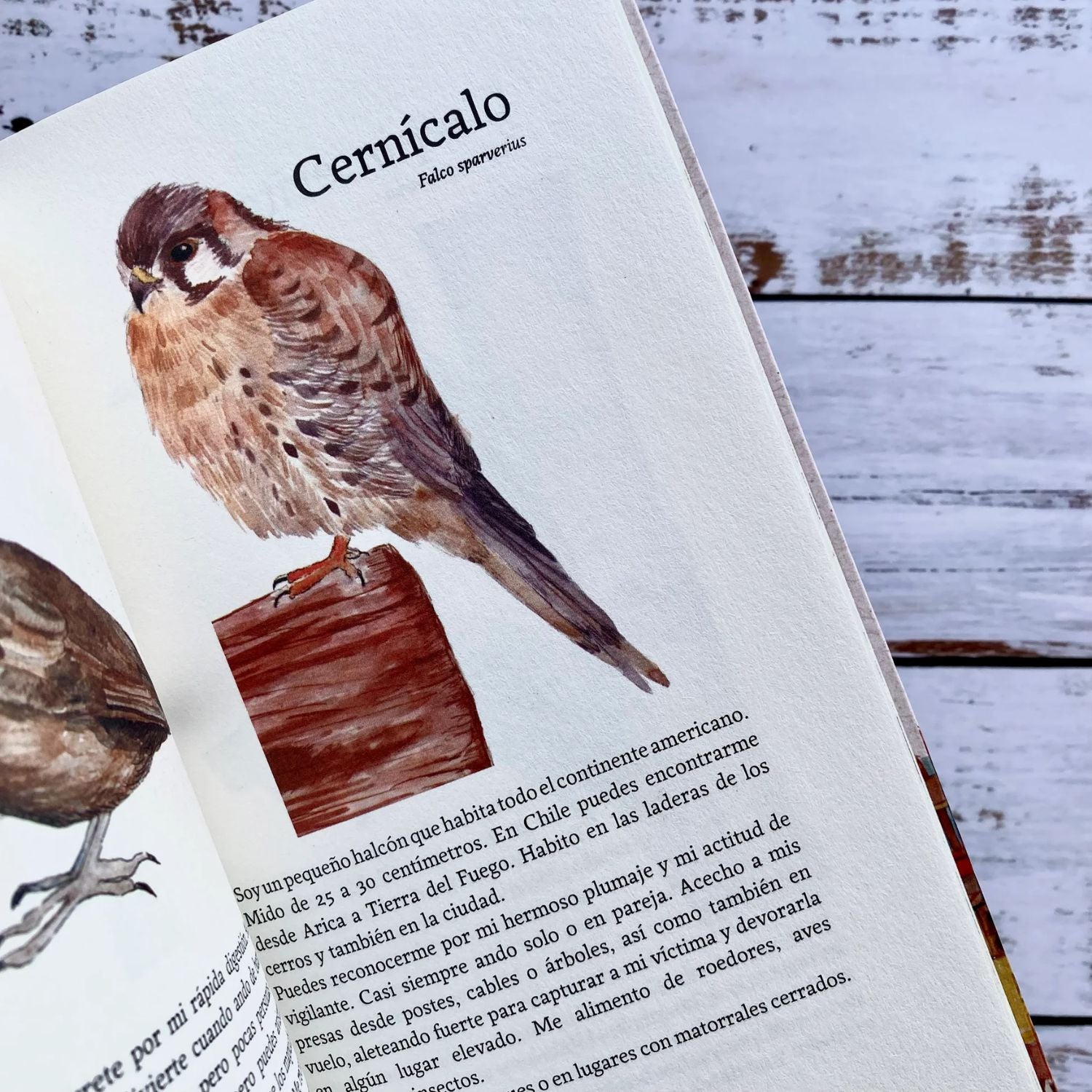 Pajareando! Aves de Jardines y Cerros de la Provincias de Valparaíso y Marga Marga