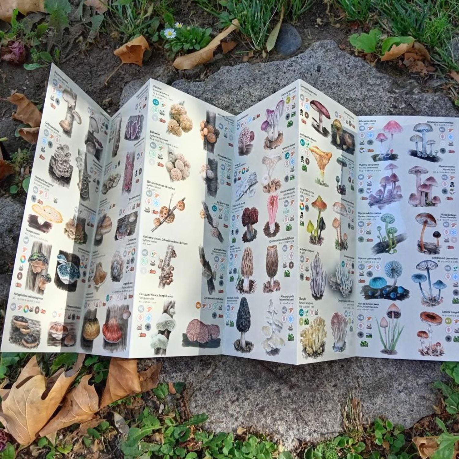 Funga Austral - Guia de reconocimiento de hongos de chile