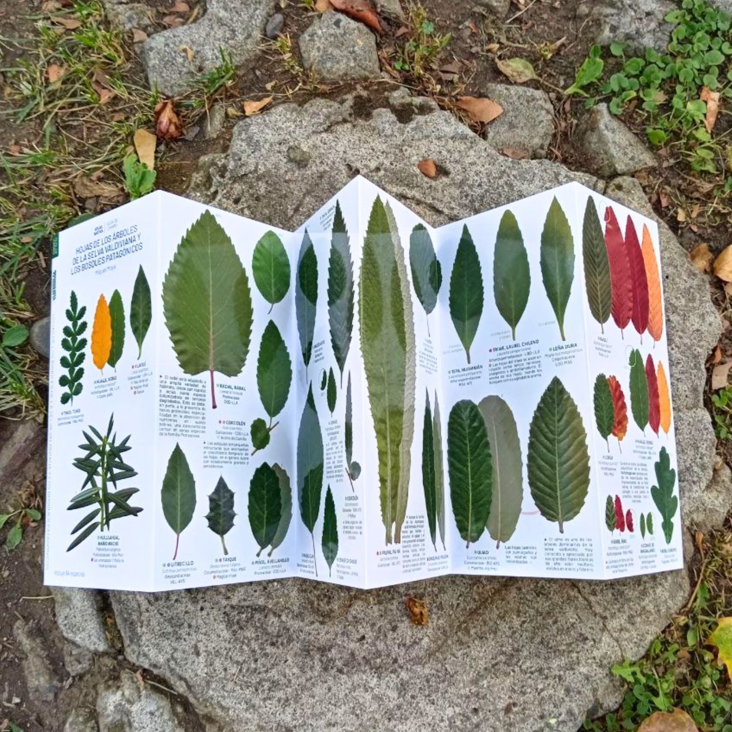 Guía de bolsillo - Hojas de los árboles de la selva valdiviana y los bosques patagónicos