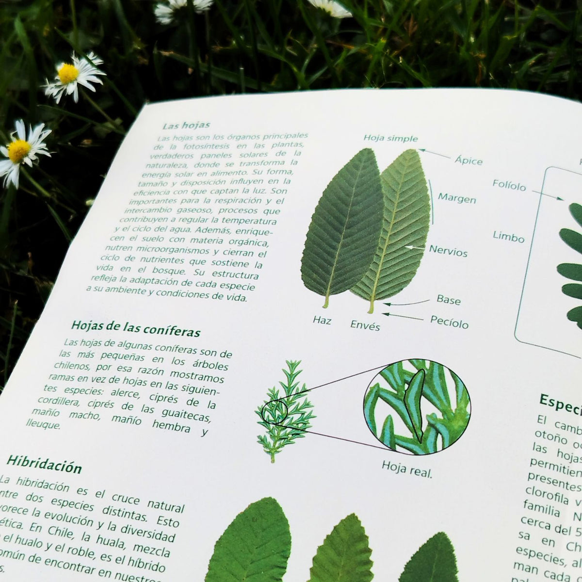 Lámina de identificación de Hojas Atlas Nativas