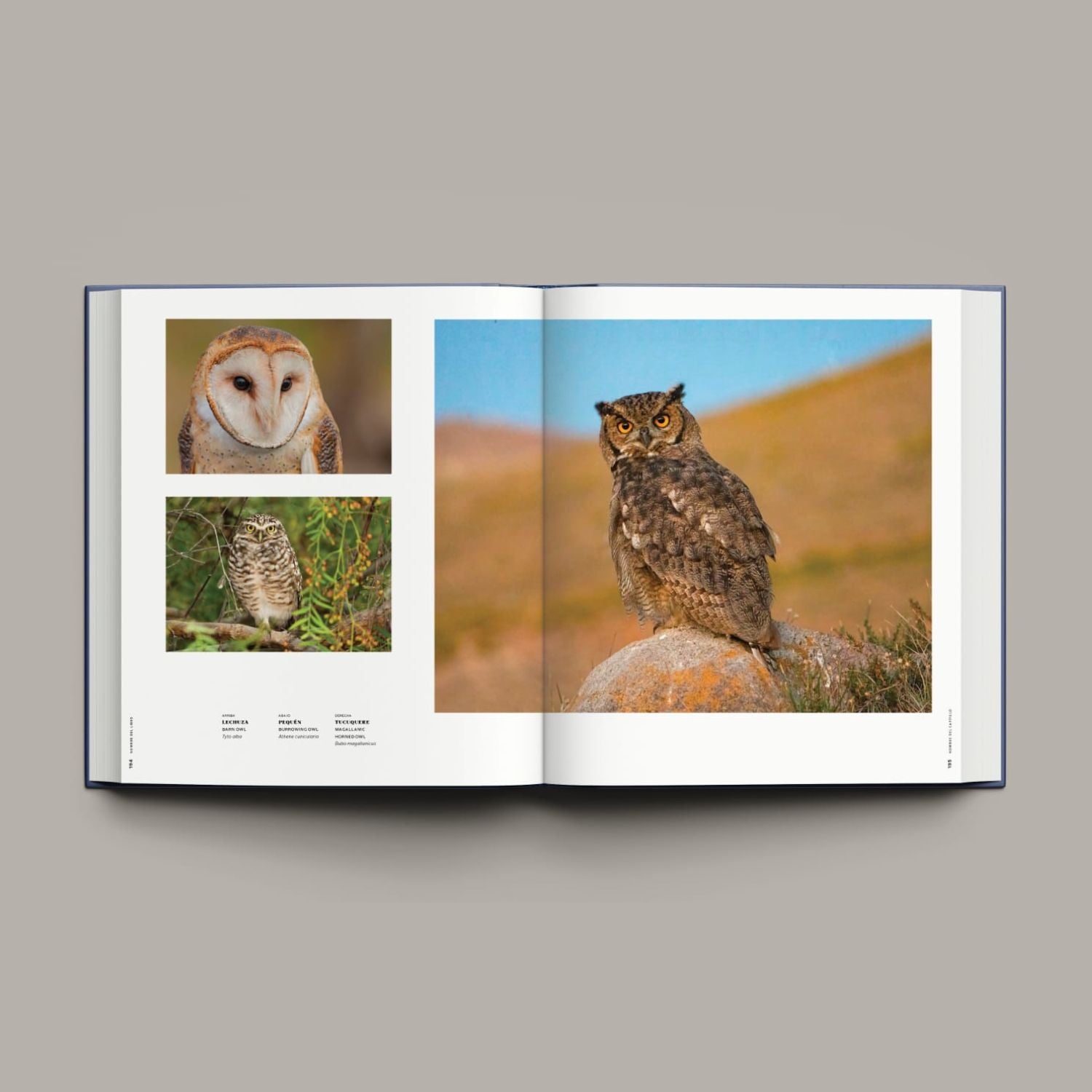 365 Birds of Chile