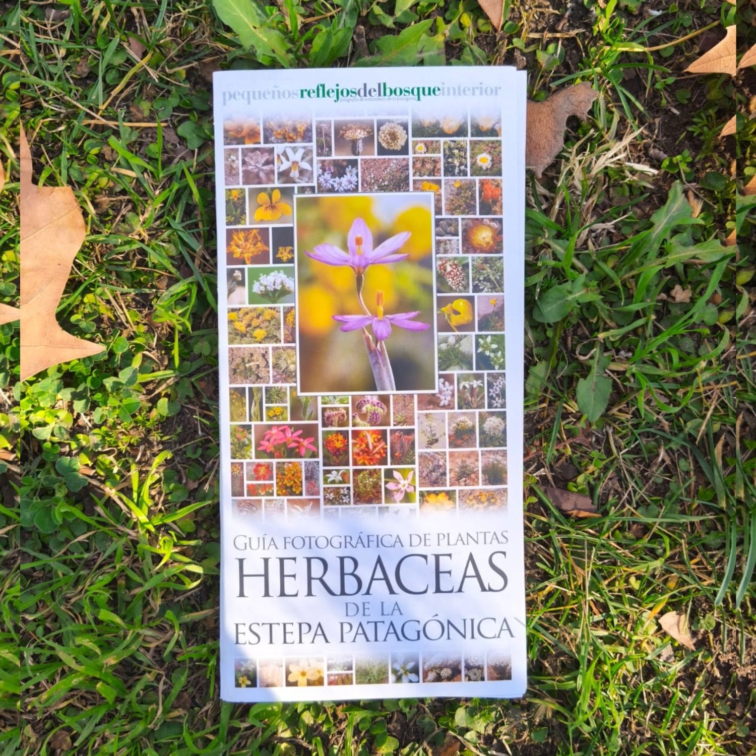 Guía fotográfica de plantas herbáceas de la estepa patagónica