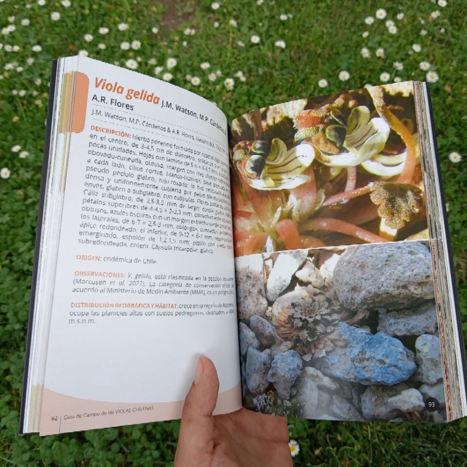 Guía de campo de las violas chilenas