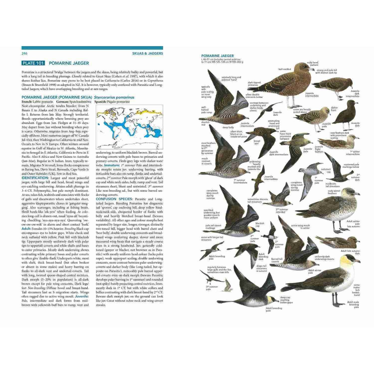 Seabirds - The New Identification Guide