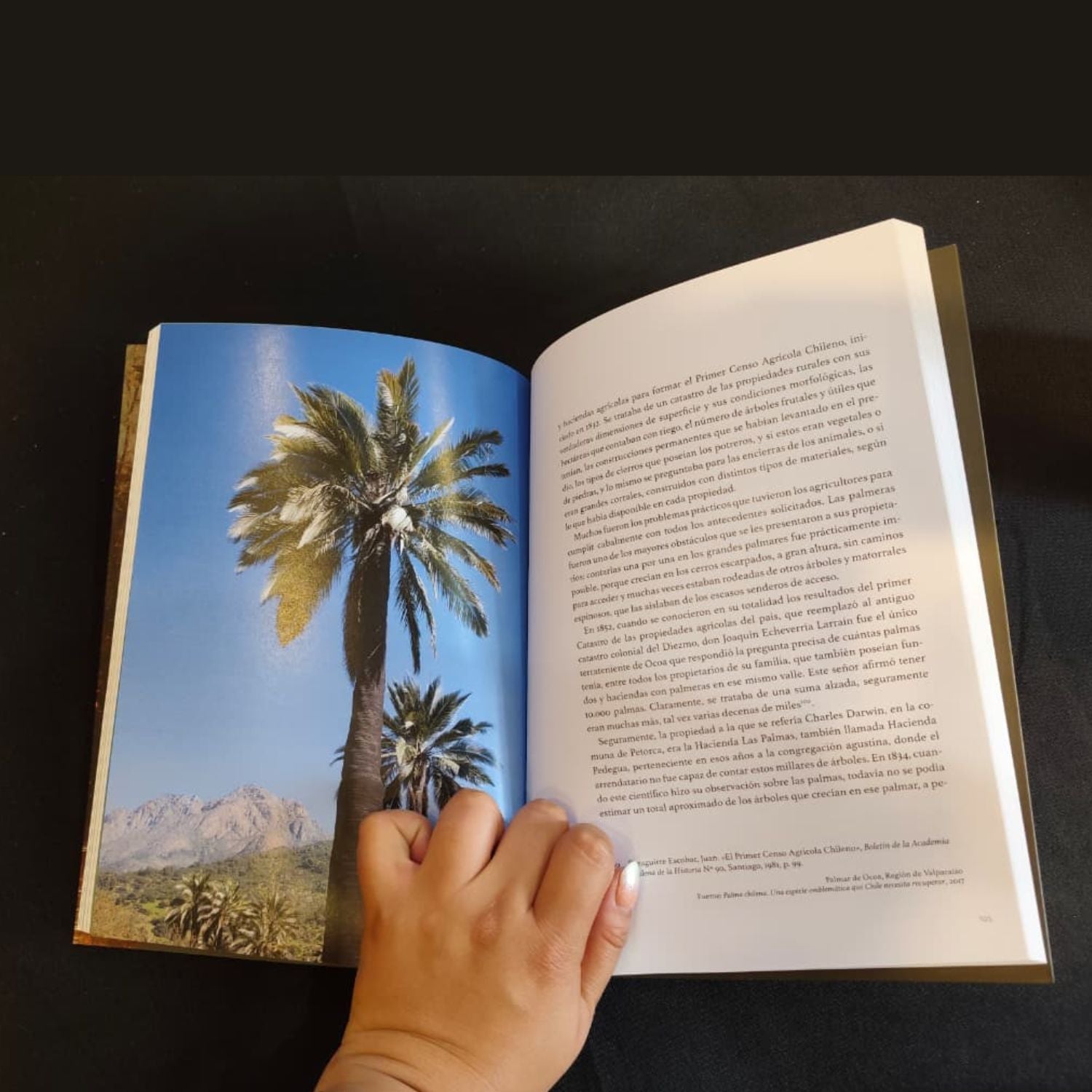 La palma chilena, su historia