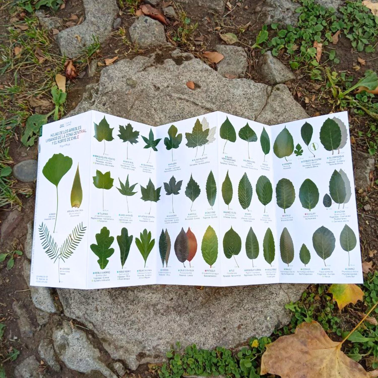 Guía de bolsillo - Hojas de los árboles urbanos de la zona central y el norte de Chile