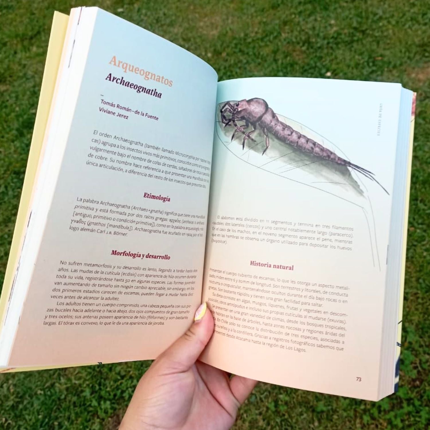 Insectos de Chile. Guía para la identificación y conservación de especies nativas