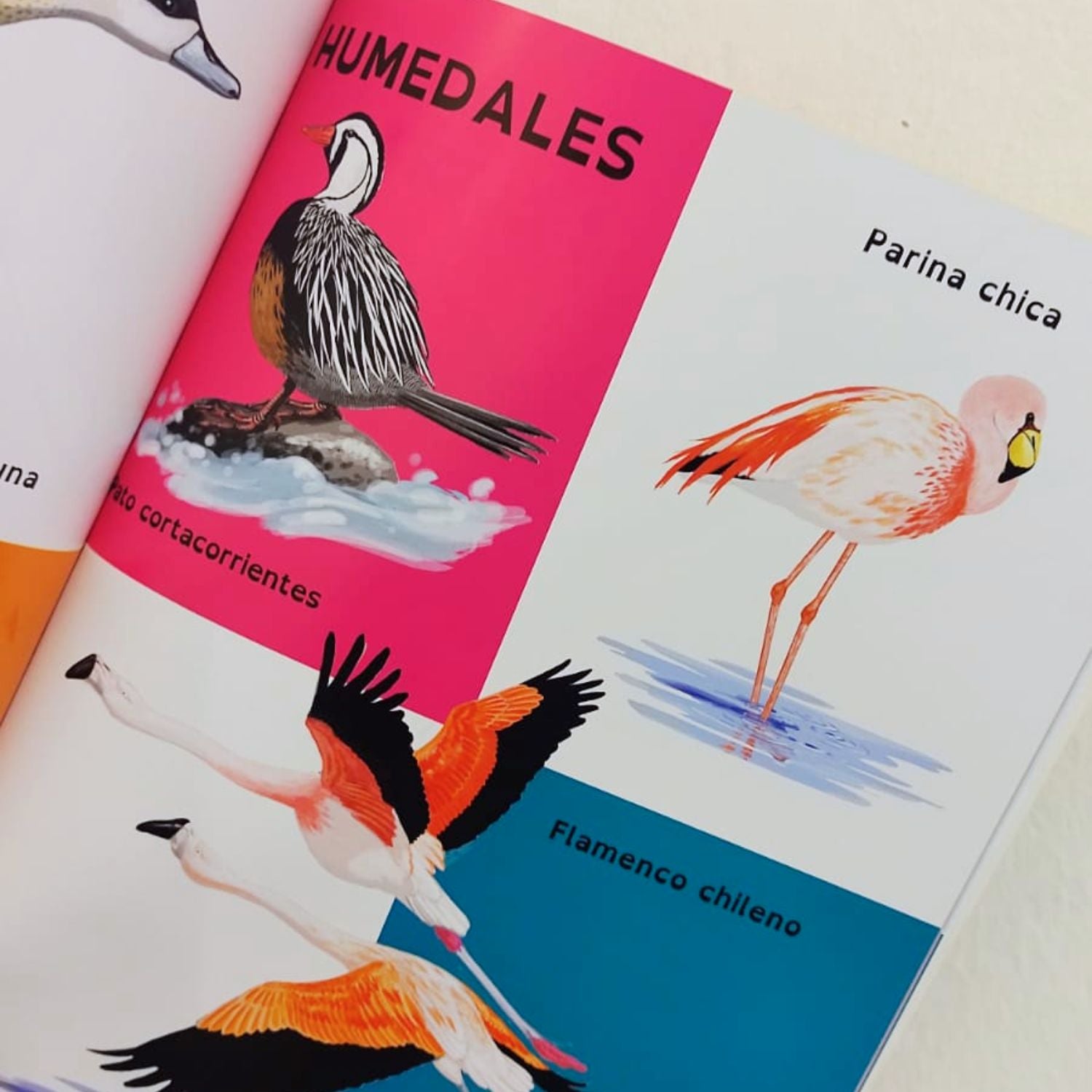 Mi primer libro de aves chilenas
