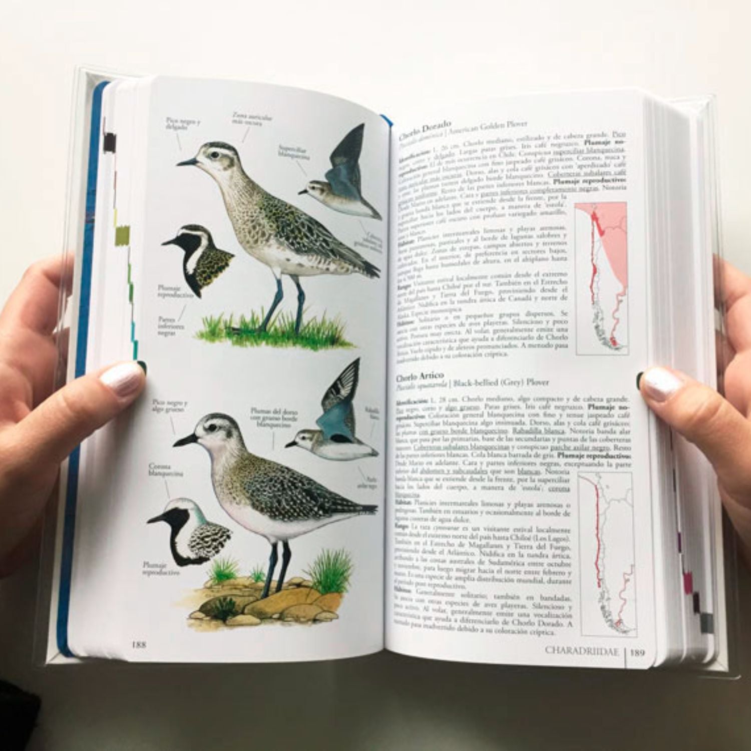 Aves de Chile, Sus Islas Oceánicas y Península Antártica