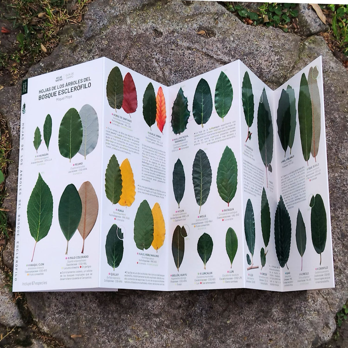 Guía de bolsillo - Hojas de los árboles de bosque esclerófilo