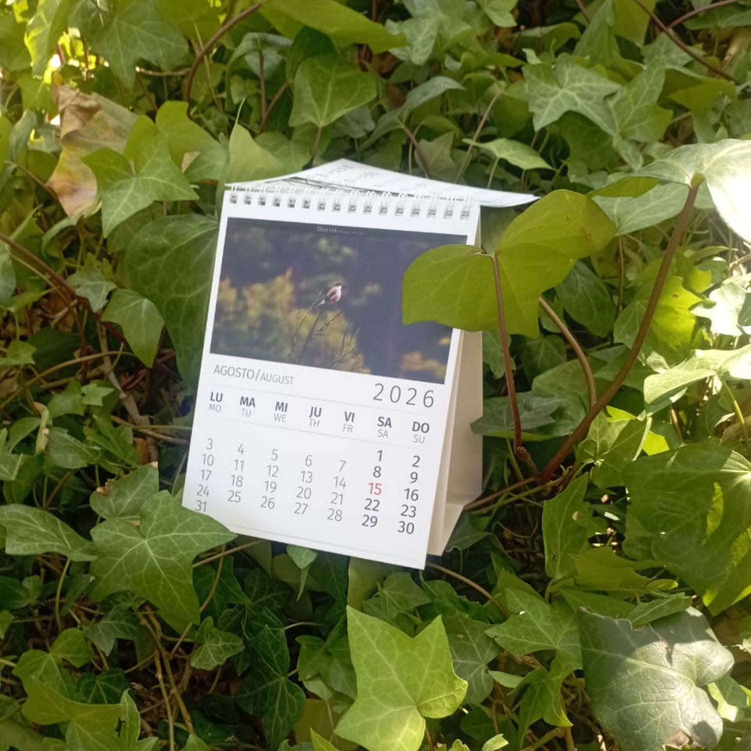 Calendario de escritorio Aves de Chile 2026