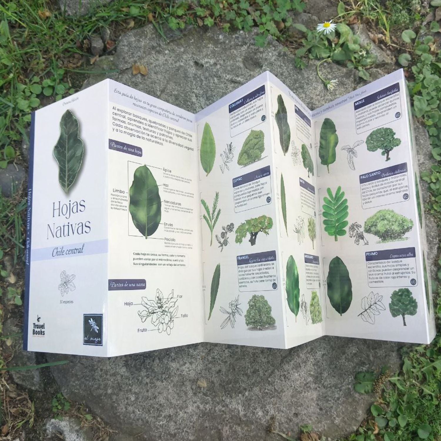 Guía de bolsillo - Hojas nativas Chile central