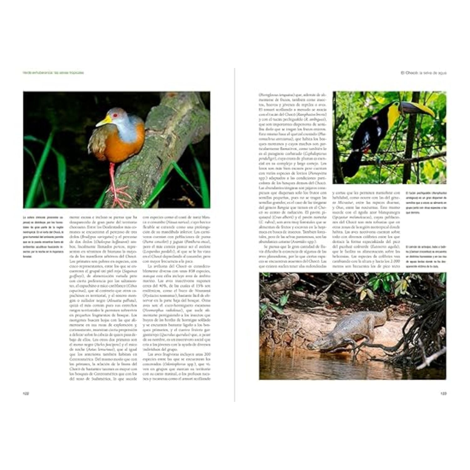 De Amazonia a Patagonia