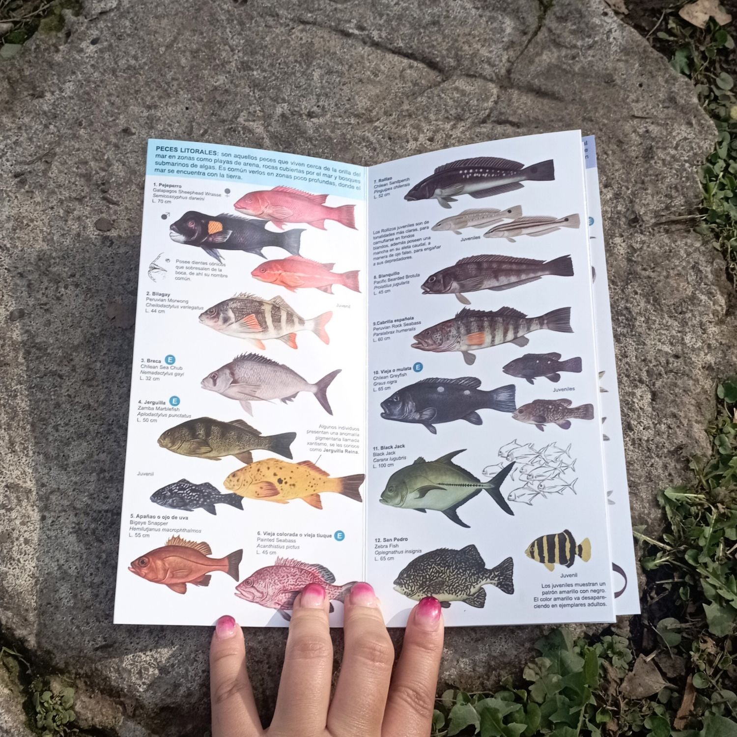 Guía de bolsillo - Peces marinos del norte y centro de chile
