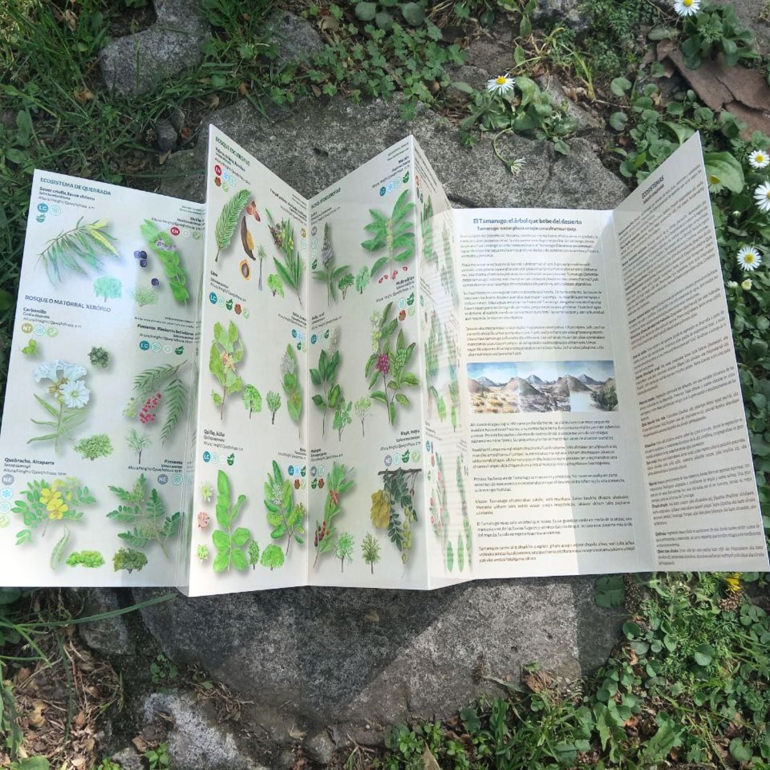 Guía de bolsillo - Árboles nativos zona norte de Chile