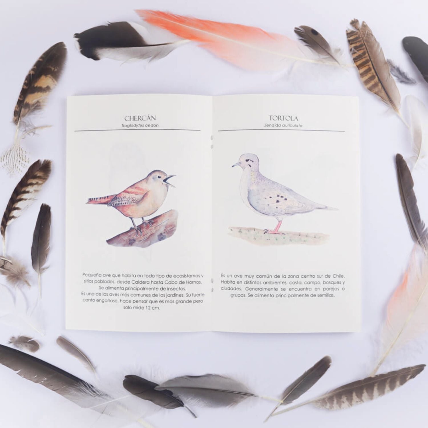 Mini guía de reconocimiento de aves