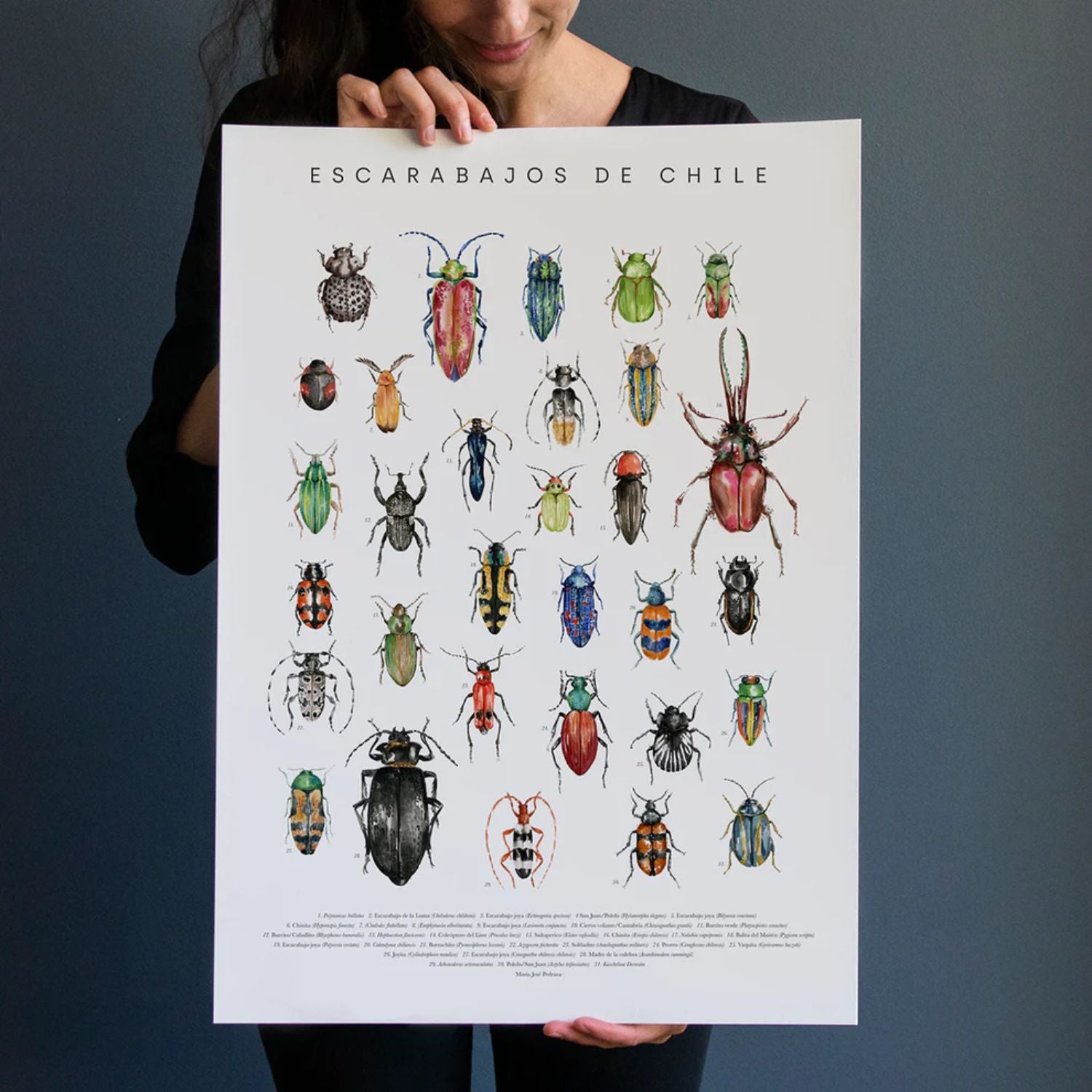 Escarabajos de Chile (lámina)