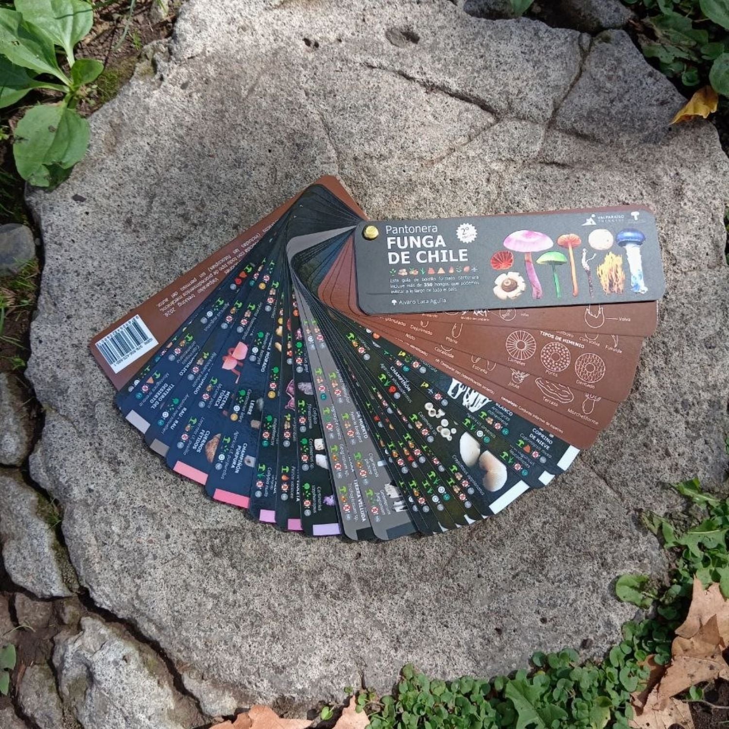 Pantonera Funga de Chile - Segunda edición (350 especies)