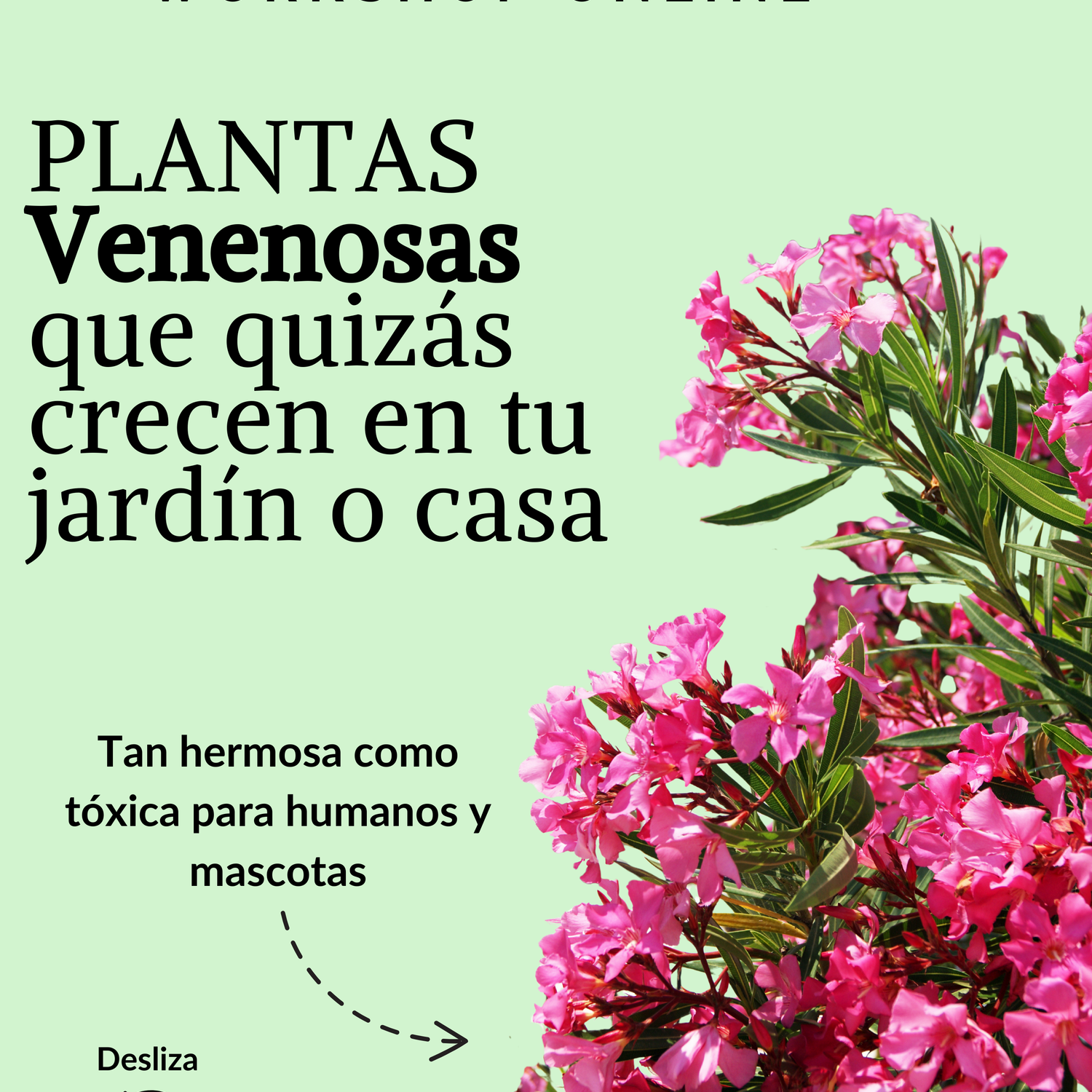 Workshop online: Plantas venenosas que quizás crecen en tu jardín o casa