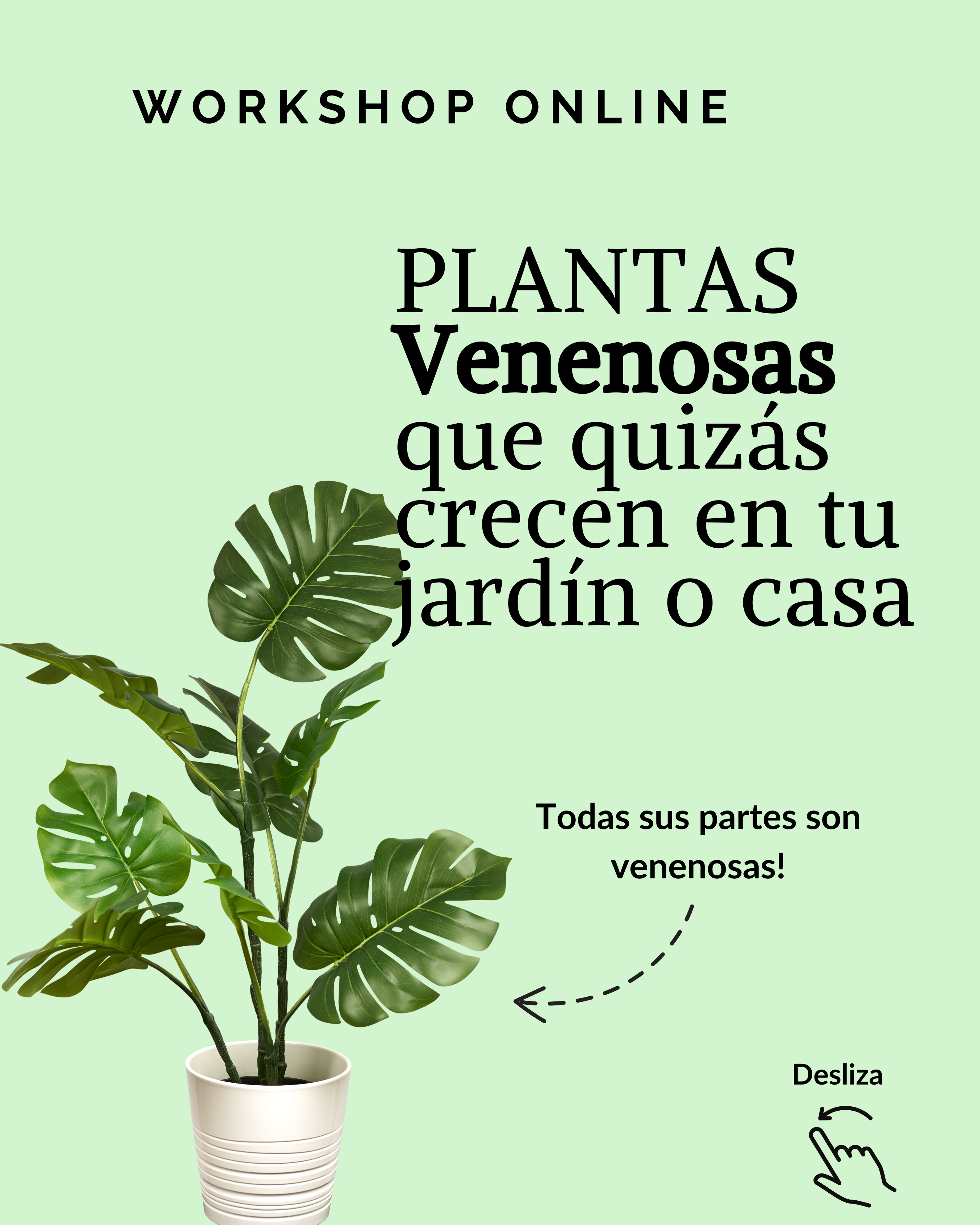 Workshop online: Plantas venenosas que quizás crecen en tu jardín o casa