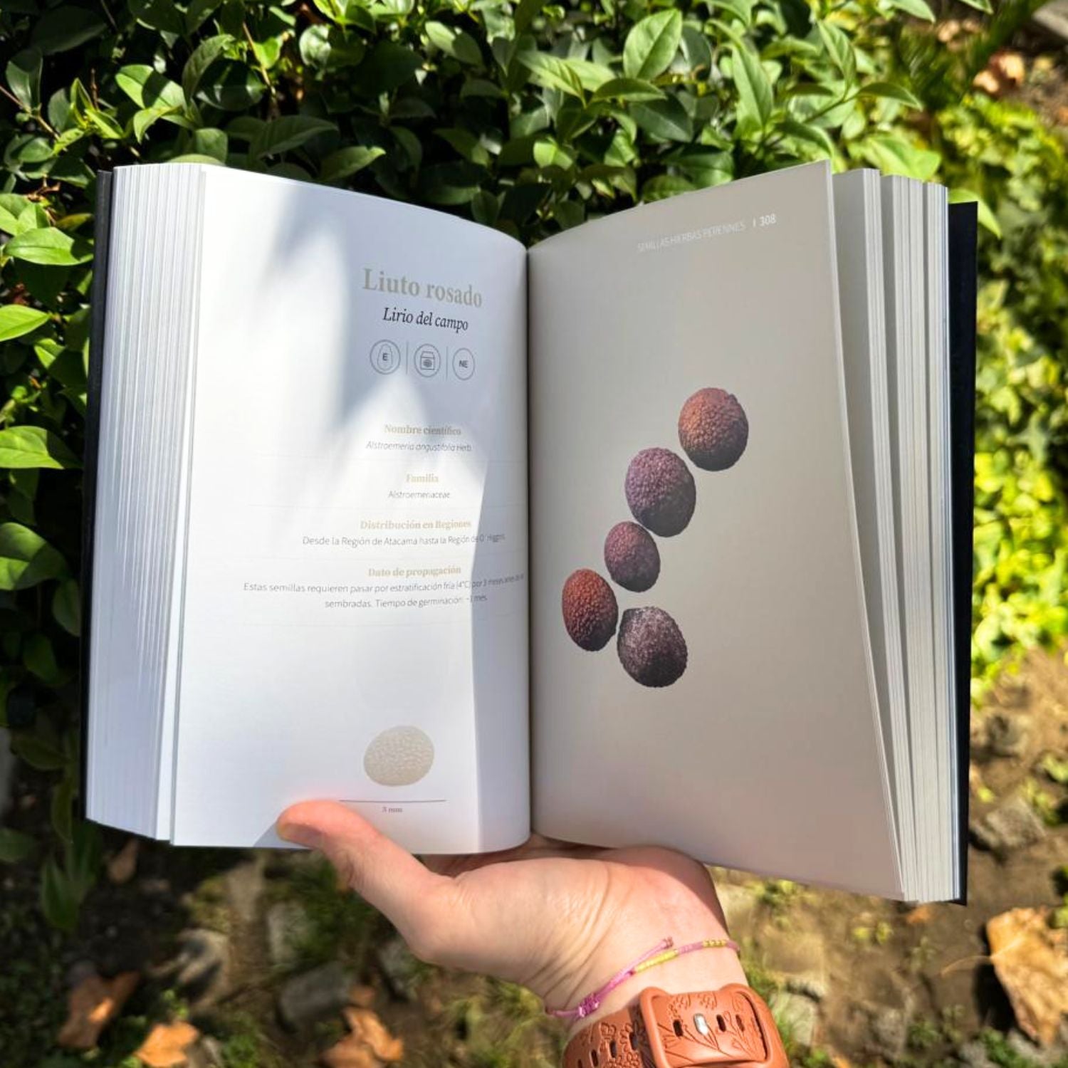 Guía visual de semillas nativas de Chile central