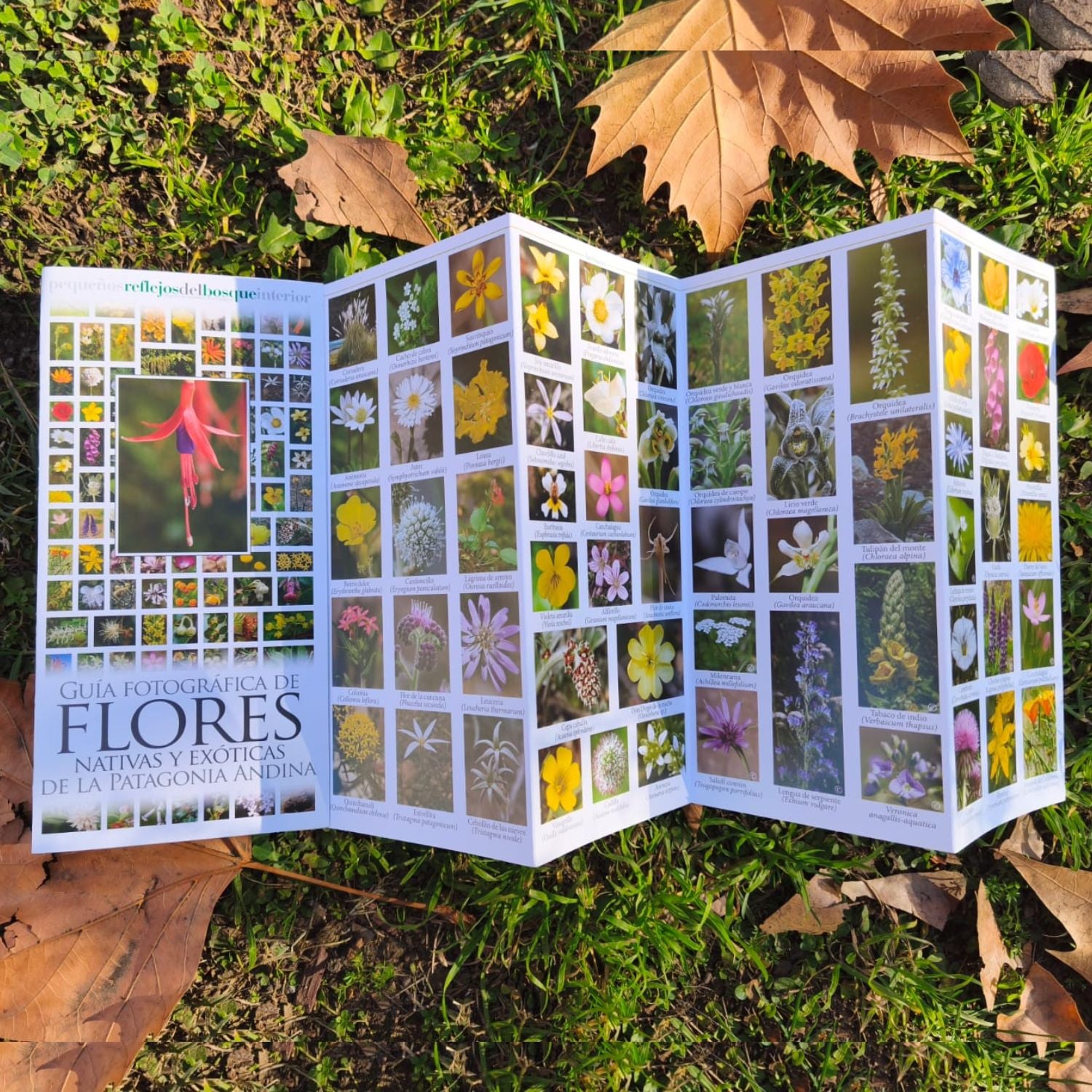 Guía fotográfica de flores nativas y exóticas de la Patagonia Andina