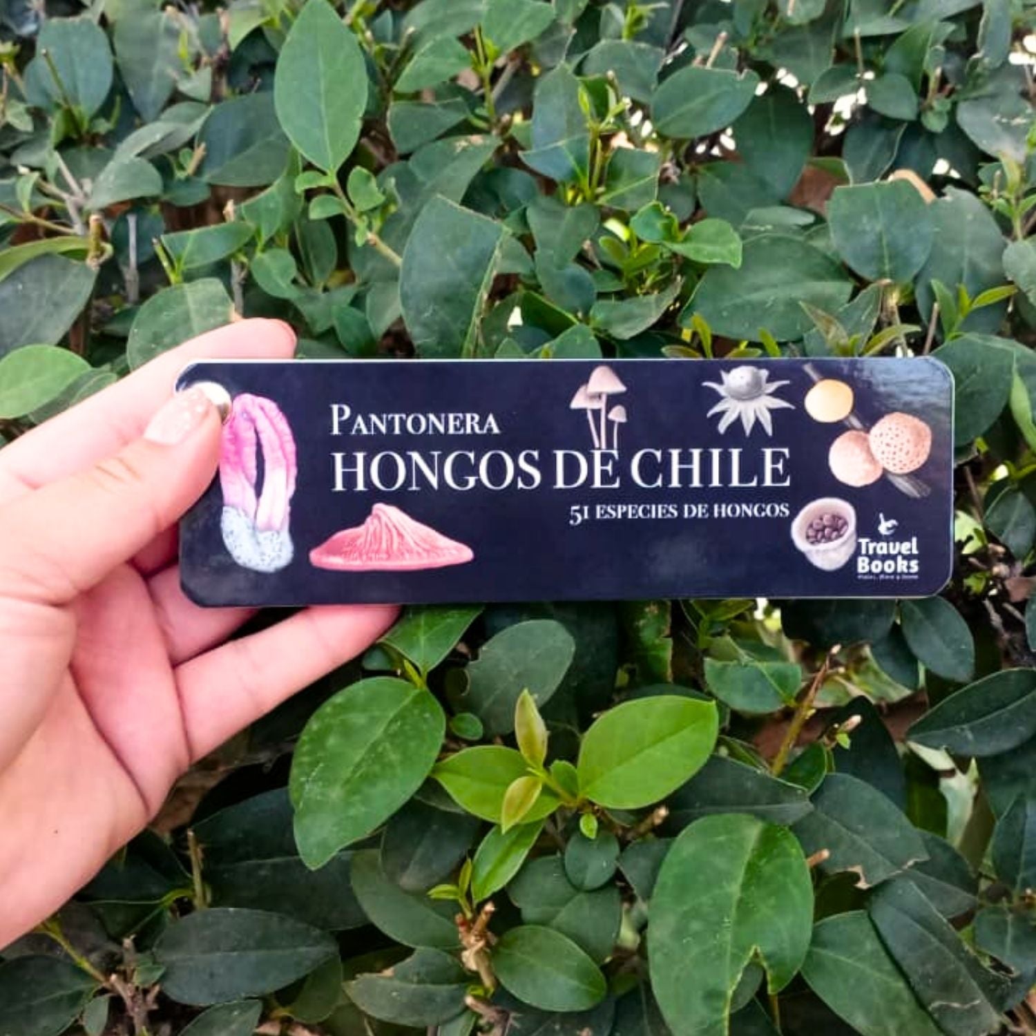 Pantonera Hongos de Chile (51 especies)
