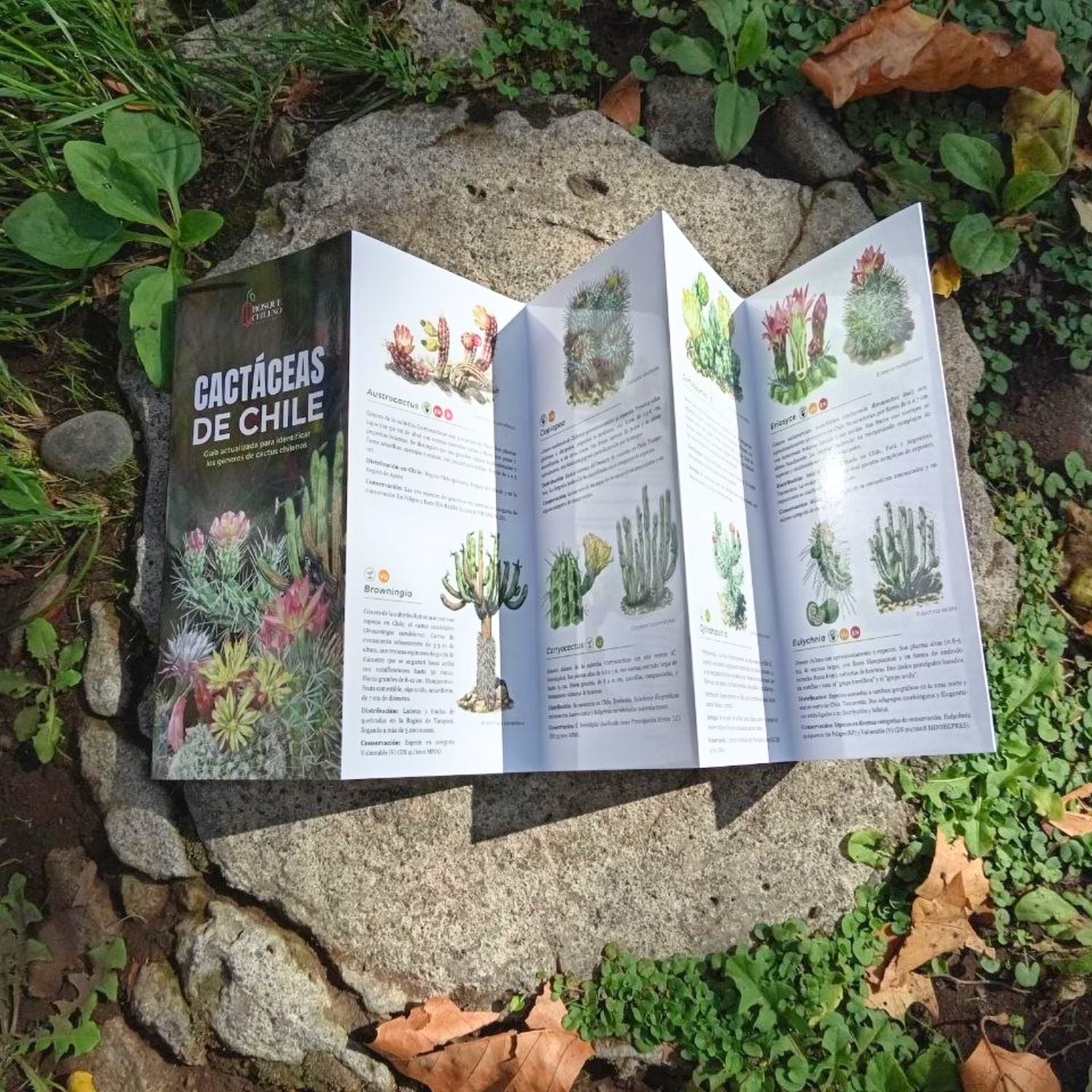Guía de bolsillo - Cactáceas de Chile