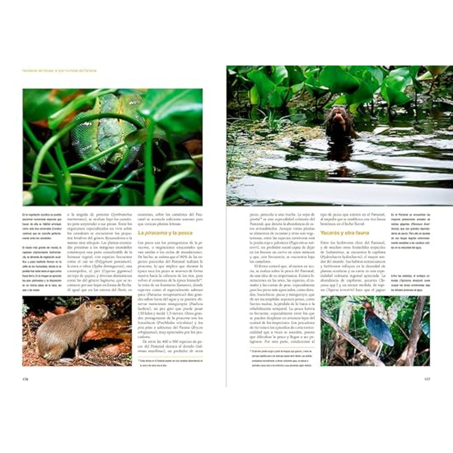 De Amazonia a Patagonia