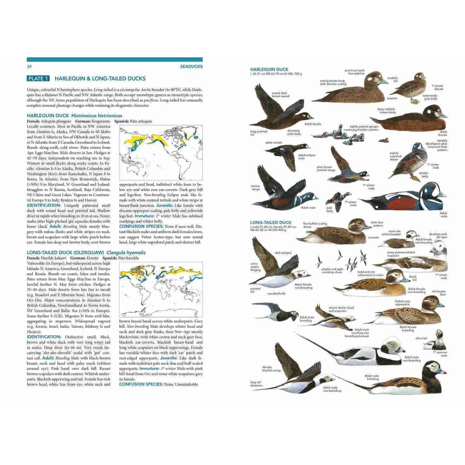 Seabirds - The New Identification Guide