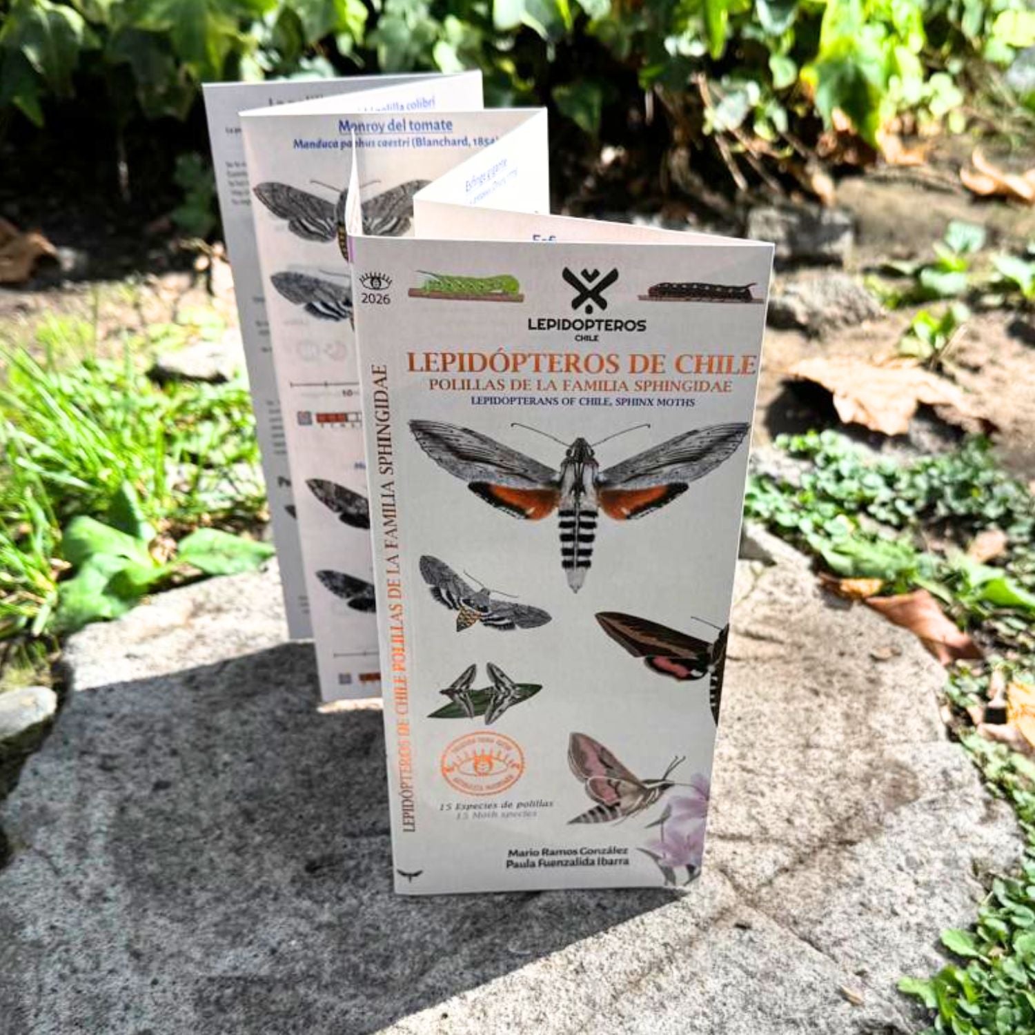 Guia de bolsillo - Lepidopteros (familia sphingidae)