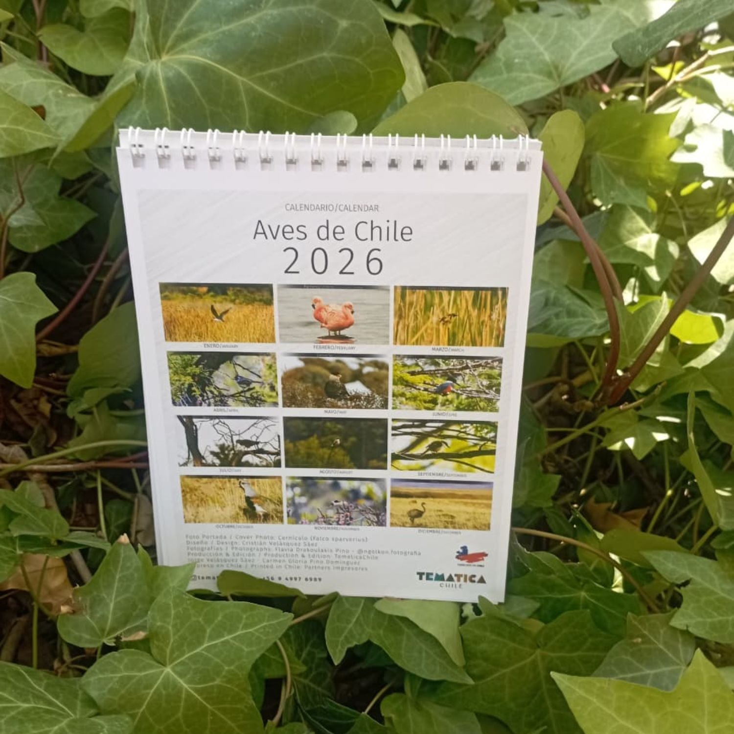 Calendario de escritorio Aves de Chile 2026