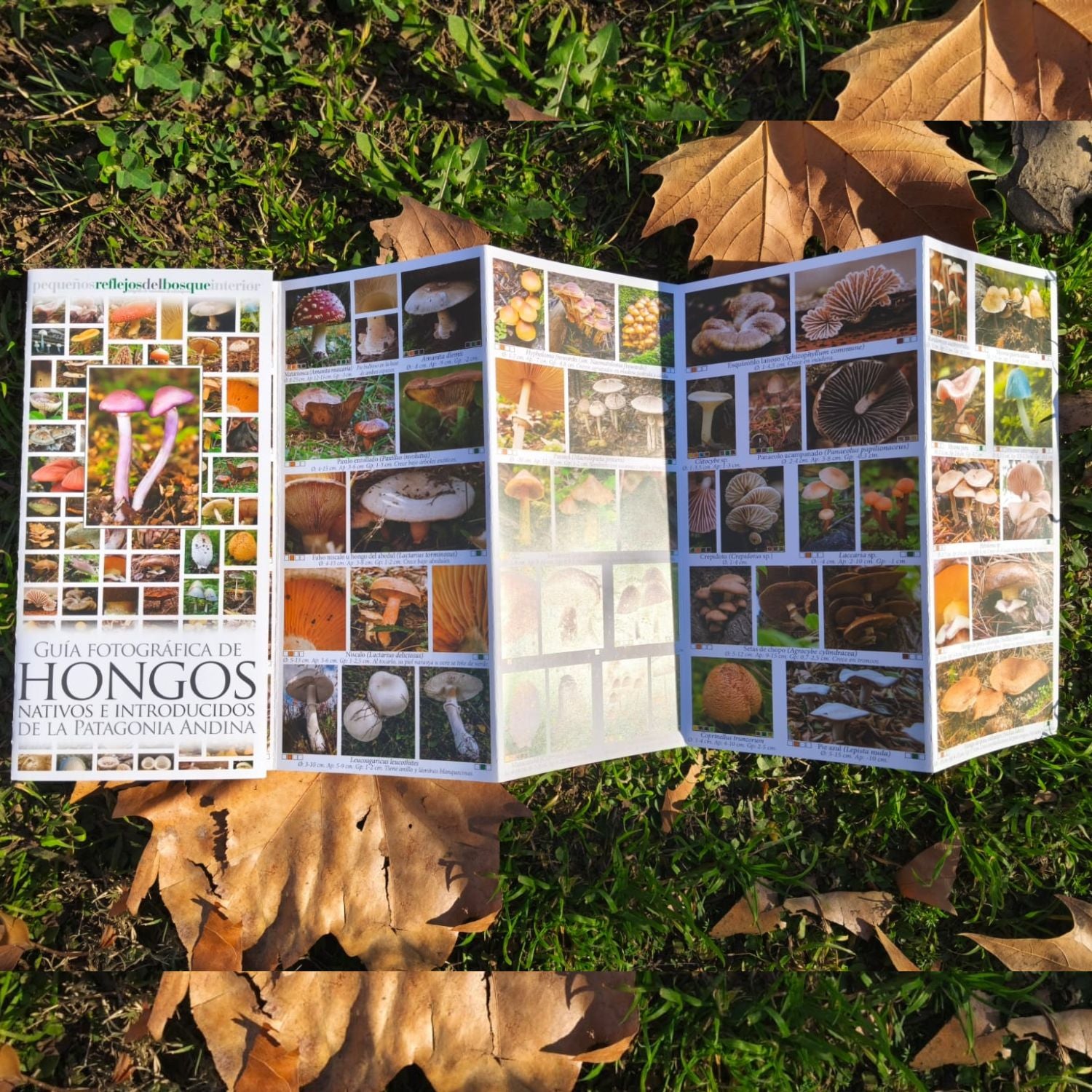 Guía fotográfica de hongos nativos e introducidos de la patagonia andina