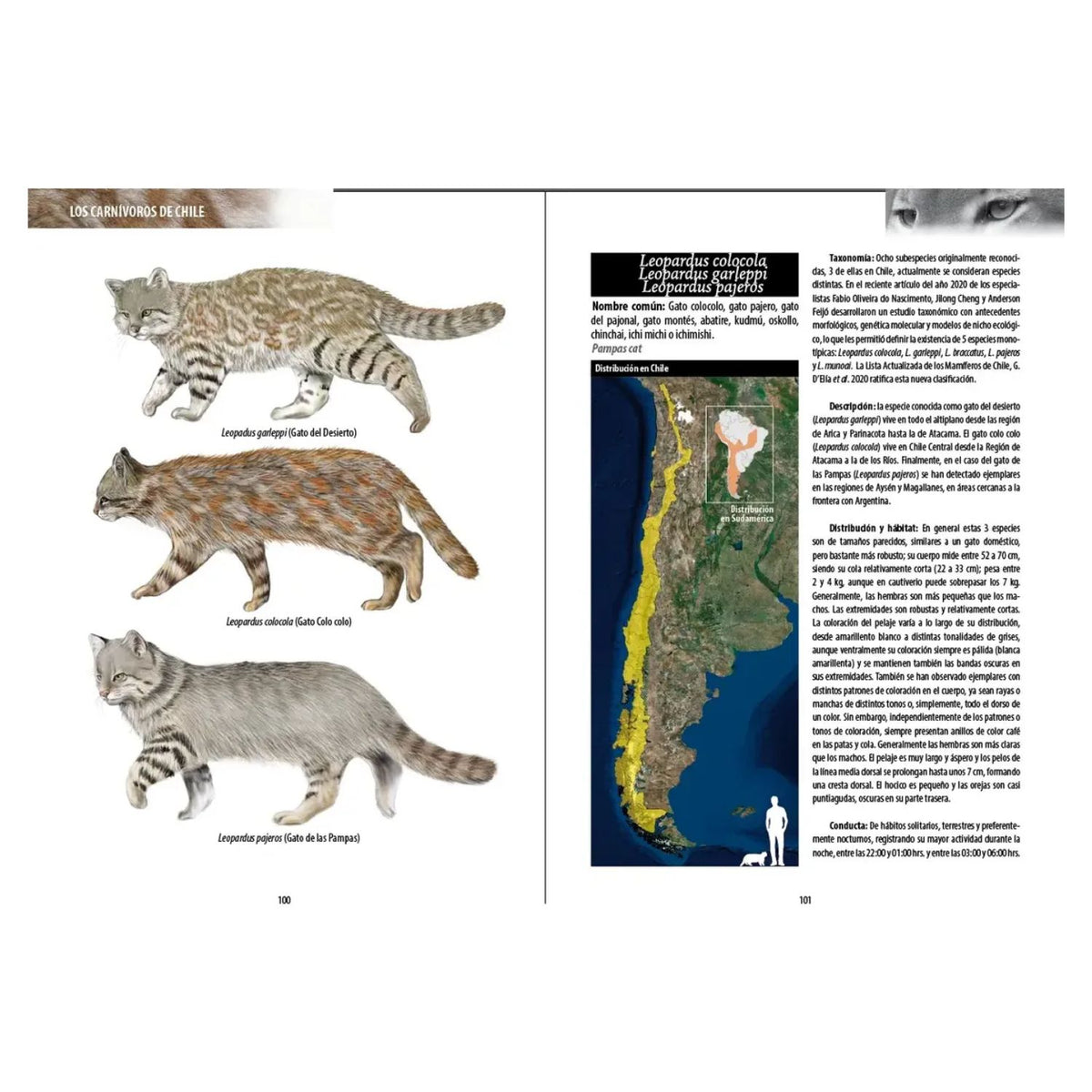 Los Carnívoros de Chile Tercera Edición (Tapa Dura)