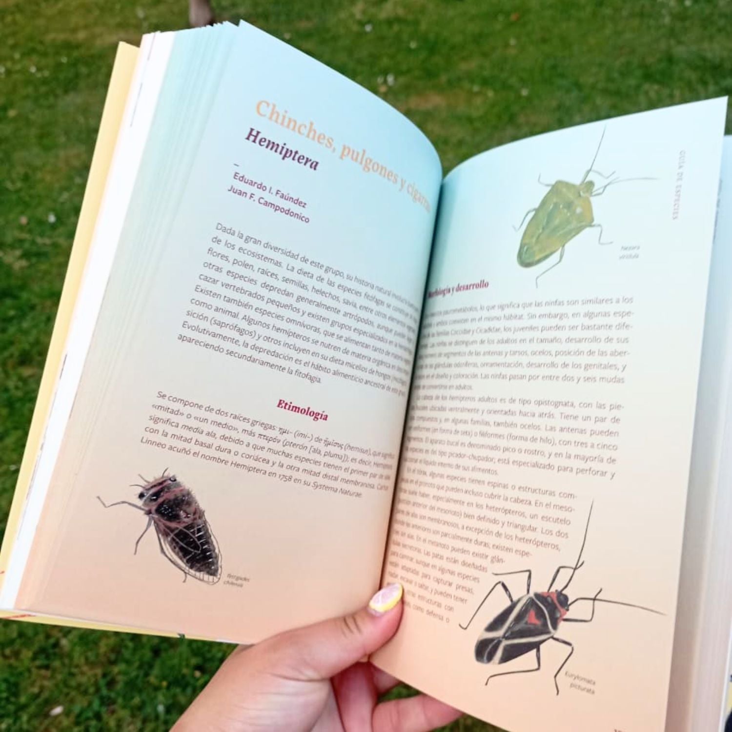 Insectos de Chile. Guía para la identificación y conservación de especies nativas