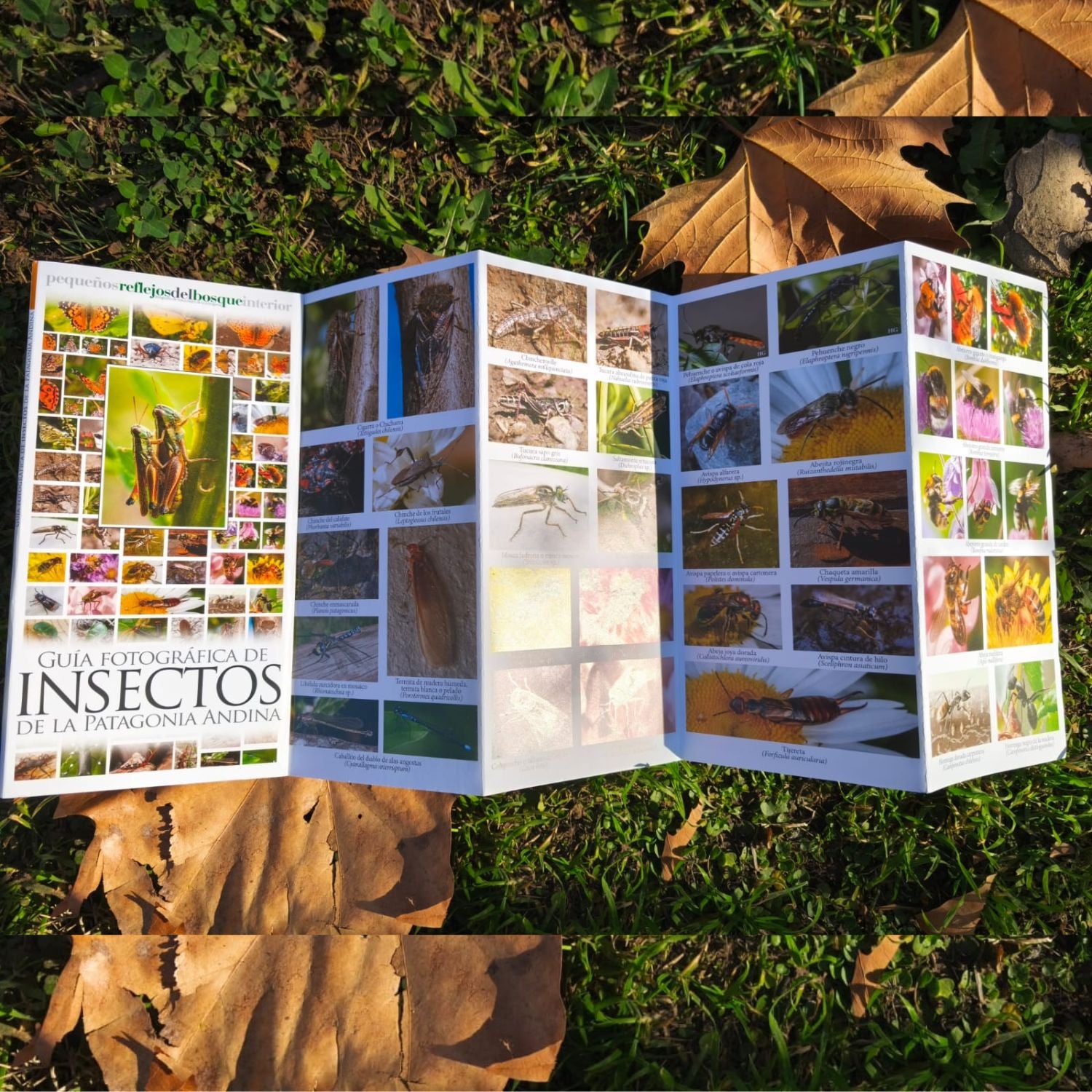 Guía fotográfica de insectos de la Patagonia Andina