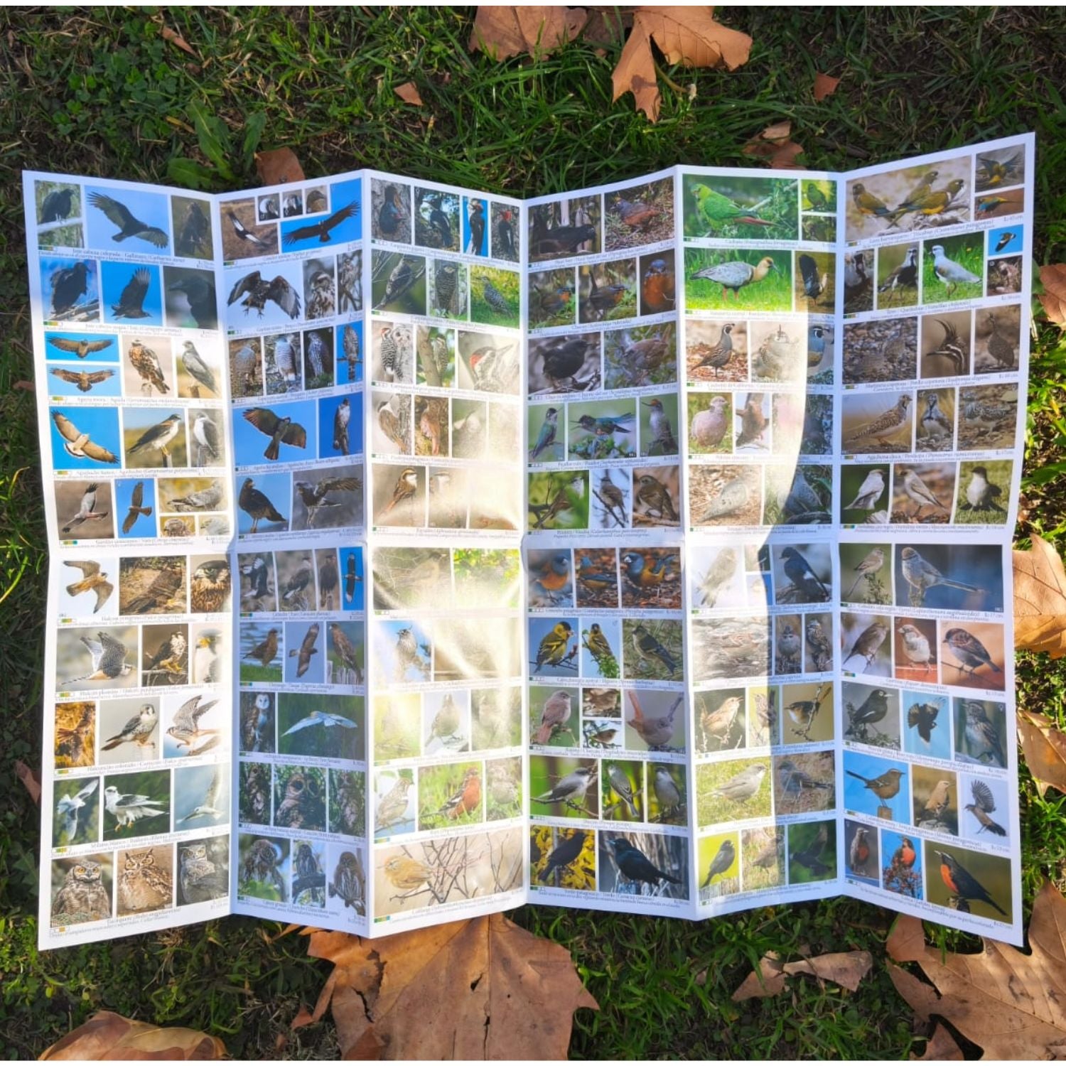 Guía fotográfica de aves de la Patagonia Andina